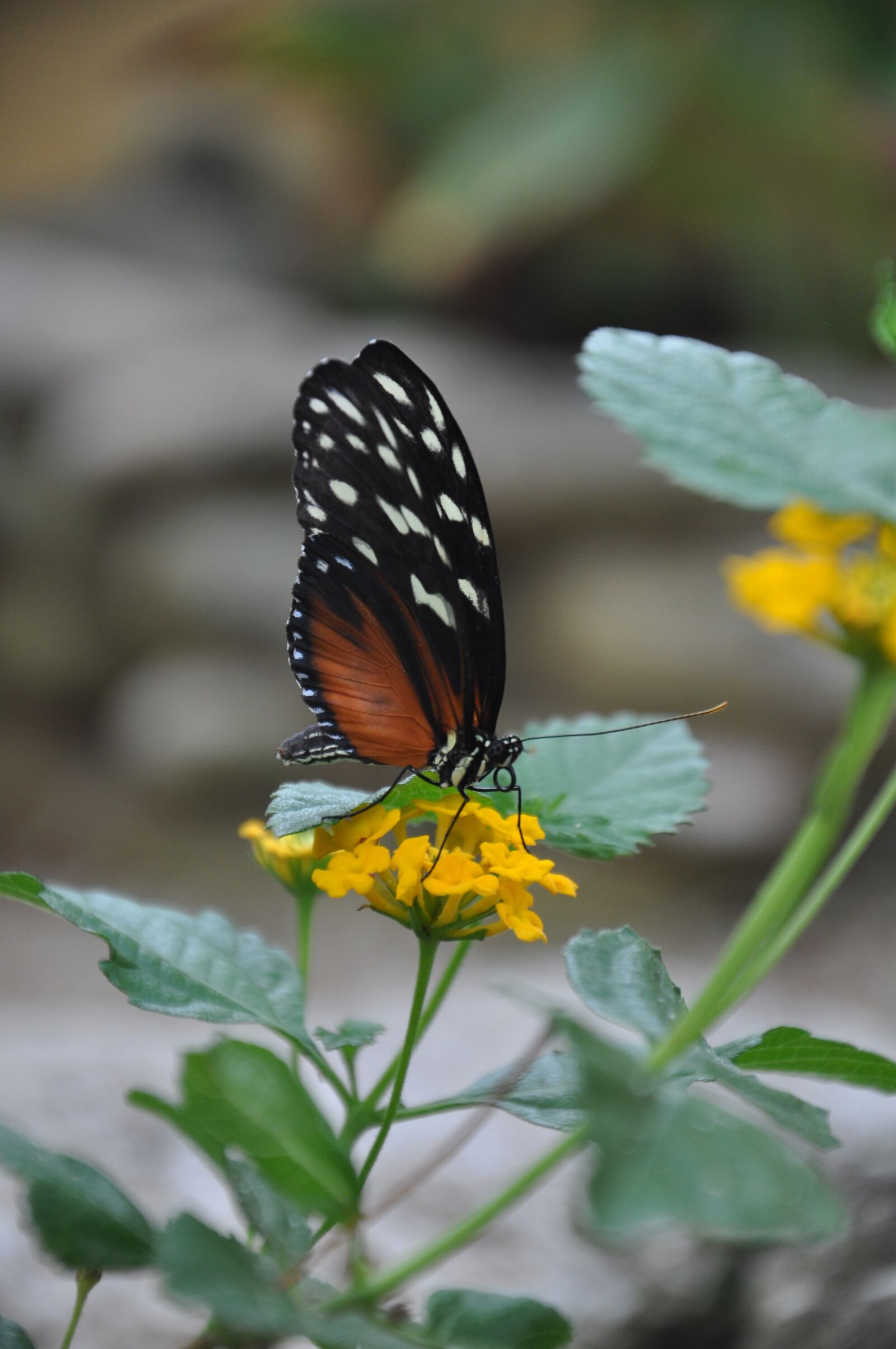 Nikon D5000 sample photo. Butterfly, animal, insect photography