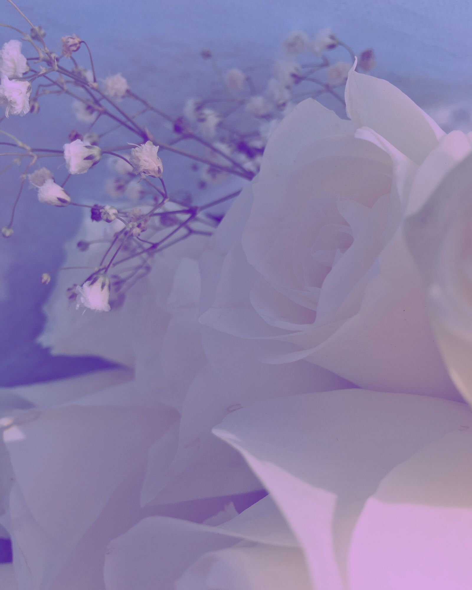 Apple iPhone 6s sample photo. Roses, flower, floral photography