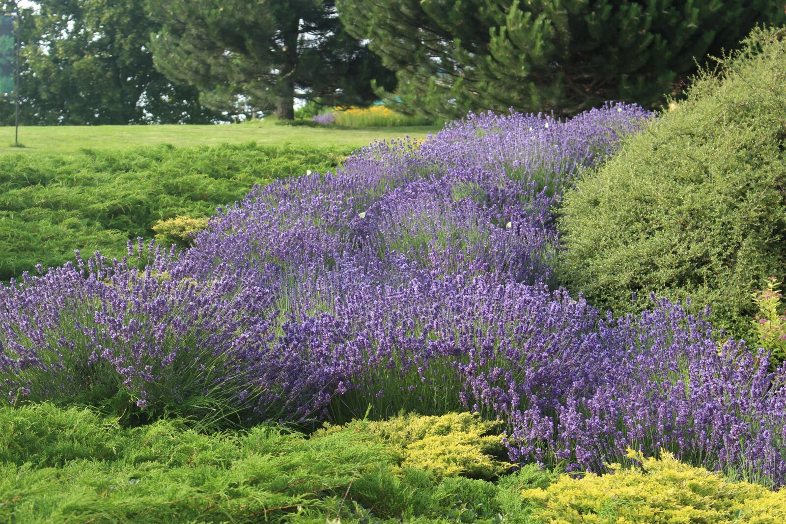 Canon EOS 100D (EOS Rebel SL1 / EOS Kiss X7) sample photo. Lavender, summer, flowers photography
