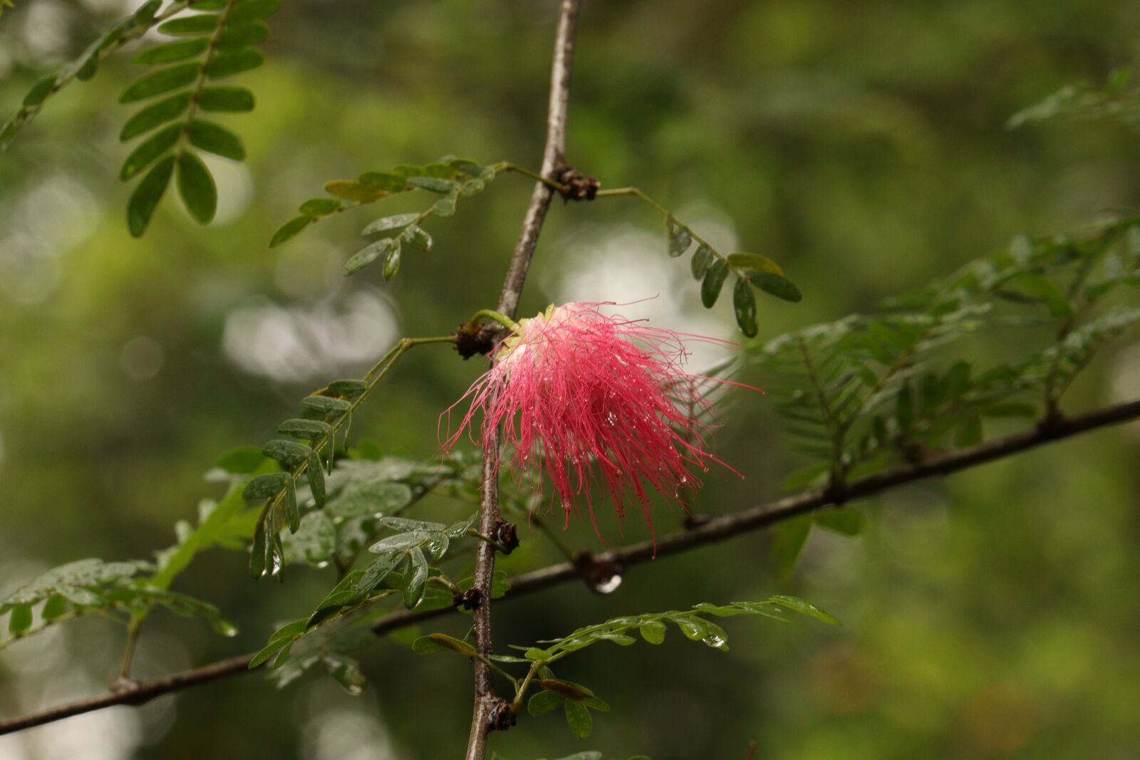 Canon EOS 250D (EOS Rebel SL3 / EOS Kiss X10 / EOS 200D II) sample photo. Kerala, brush flower, outdoor photography