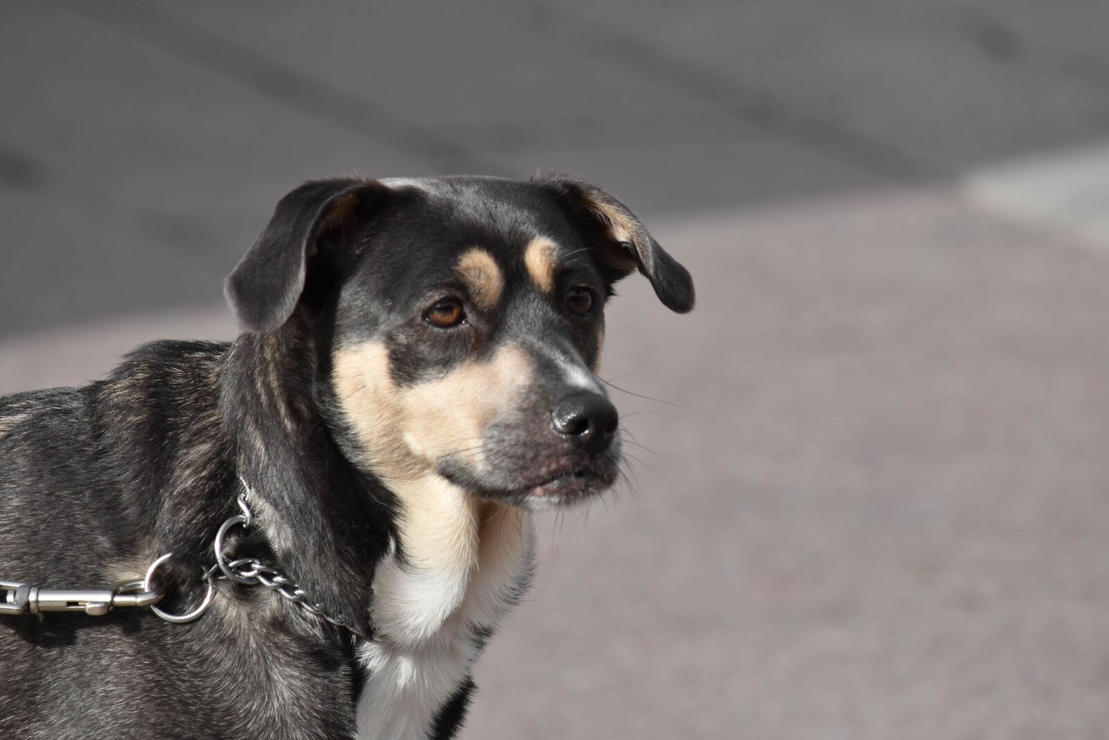 Nikon D5500 sample photo. Dog, leash, looking, pet photography