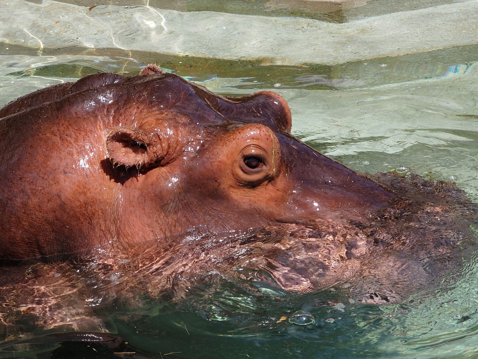 Olympus OM-D E-M10 II sample photo. Hippopotamus, water, close up photography