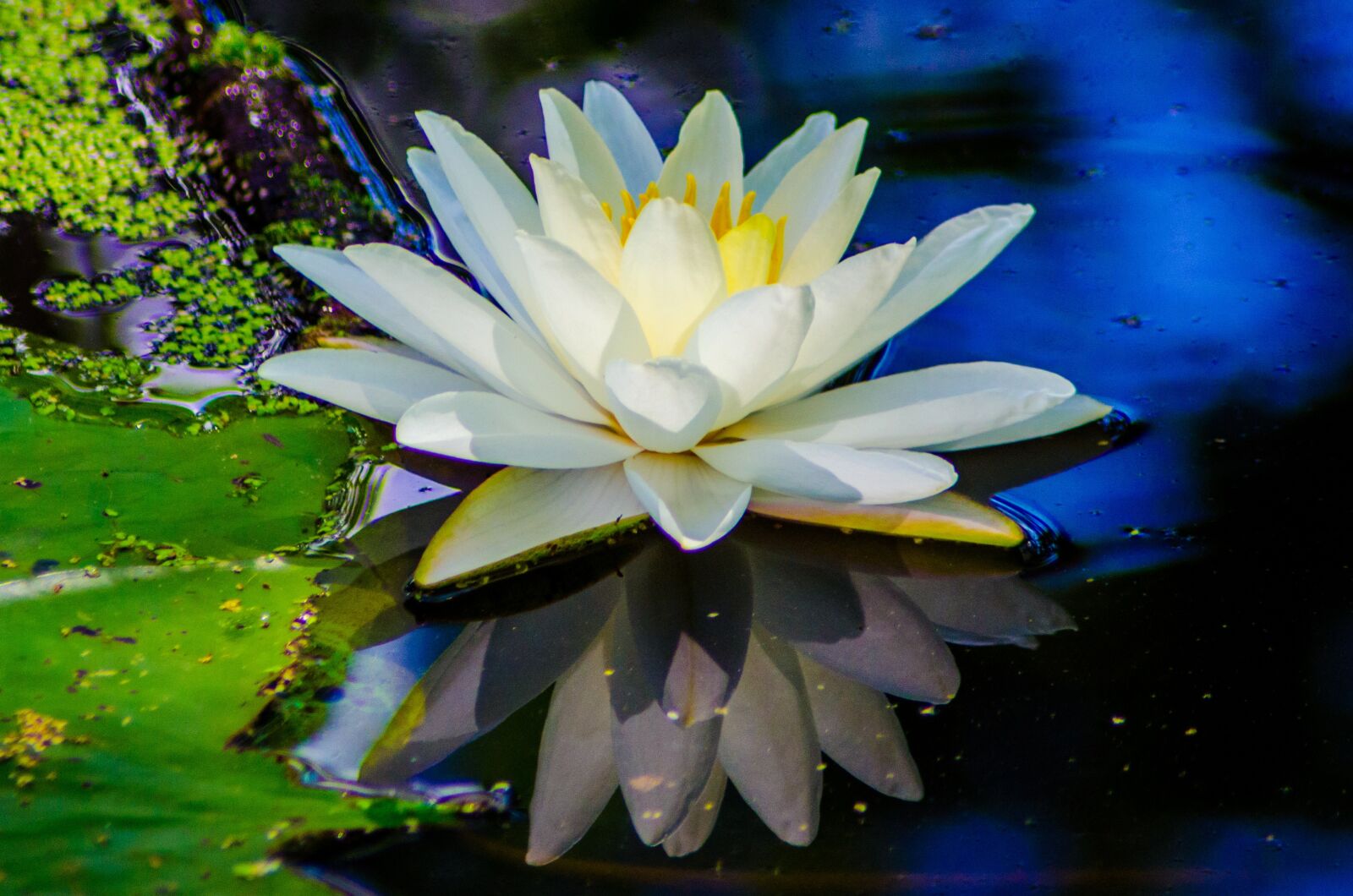 Nikon D7000 sample photo. Water, flower, nature photography