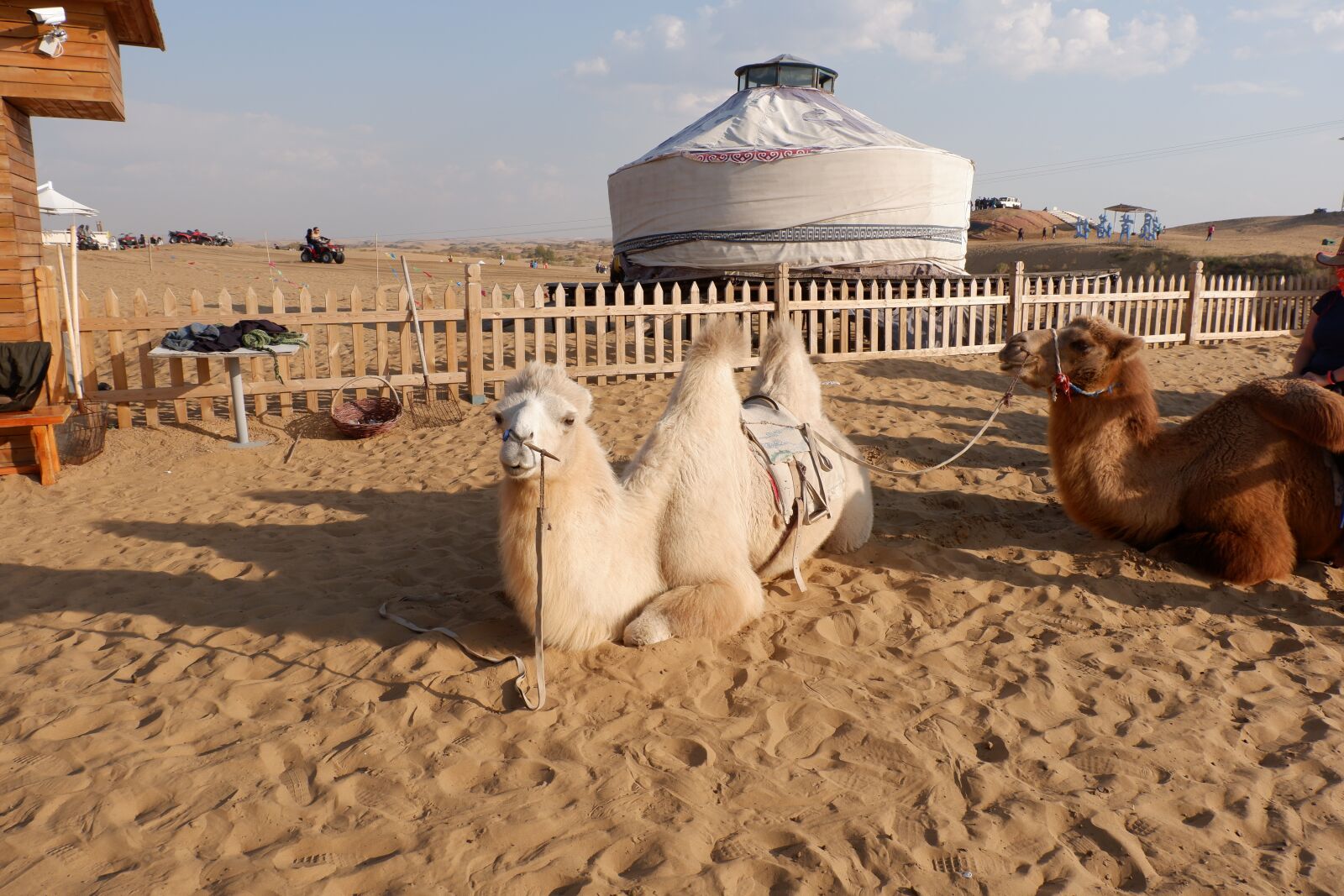 Fujifilm X-T100 sample photo. Camels in the desert photography