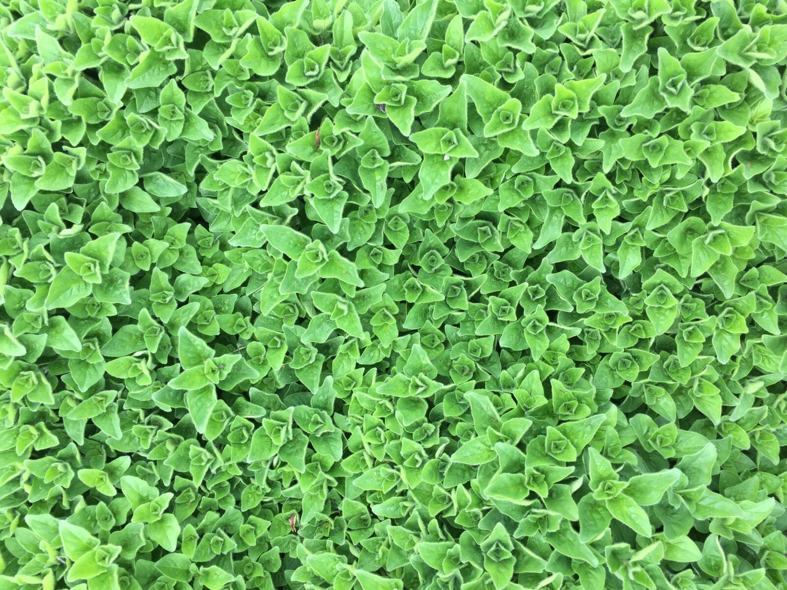iPhone 6 Plus back camera 4.15mm f/2.2 sample photo. Oregano, marjoram, green photography