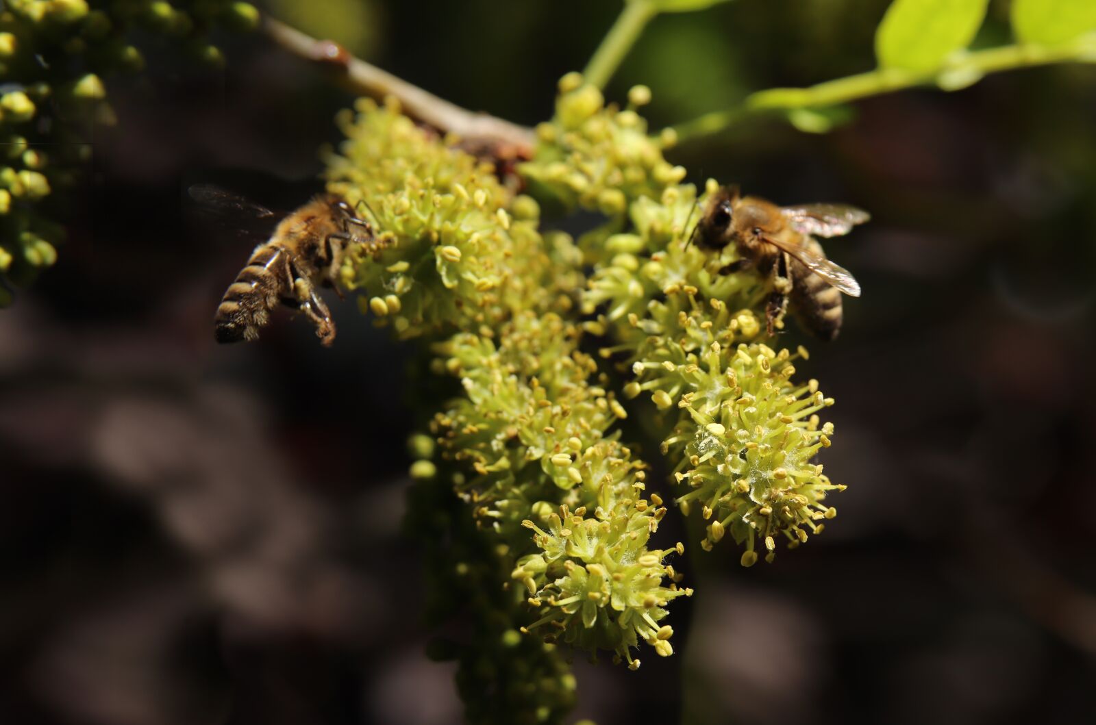 Canon EOS 800D (EOS Rebel T7i / EOS Kiss X9i) sample photo. Honey locust, honey bee photography