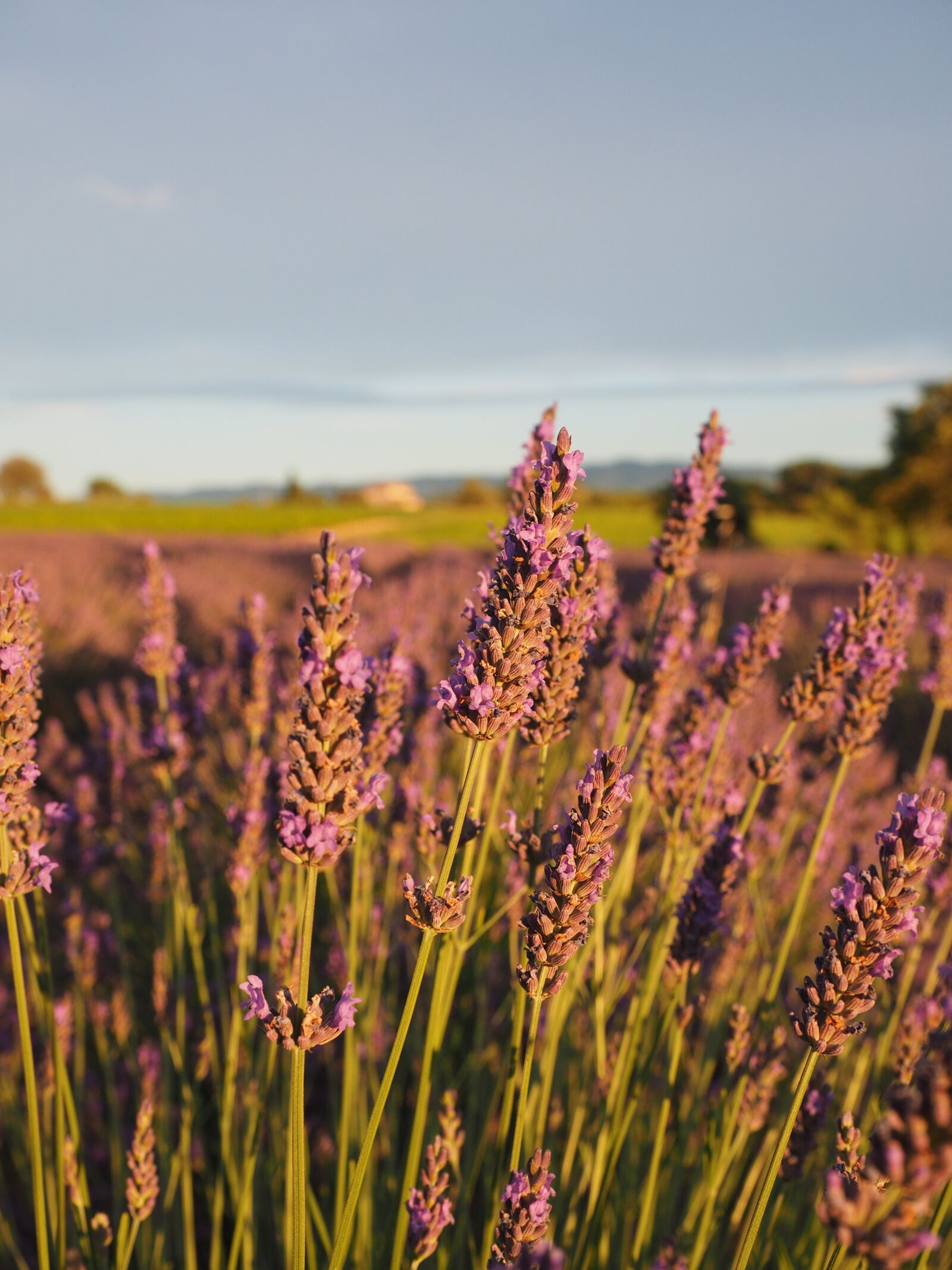 Olympus OM-D E-M1 + Olympus M.Zuiko Digital ED 12-40mm F2.8 Pro sample photo. Lavender field, lavender, evening photography