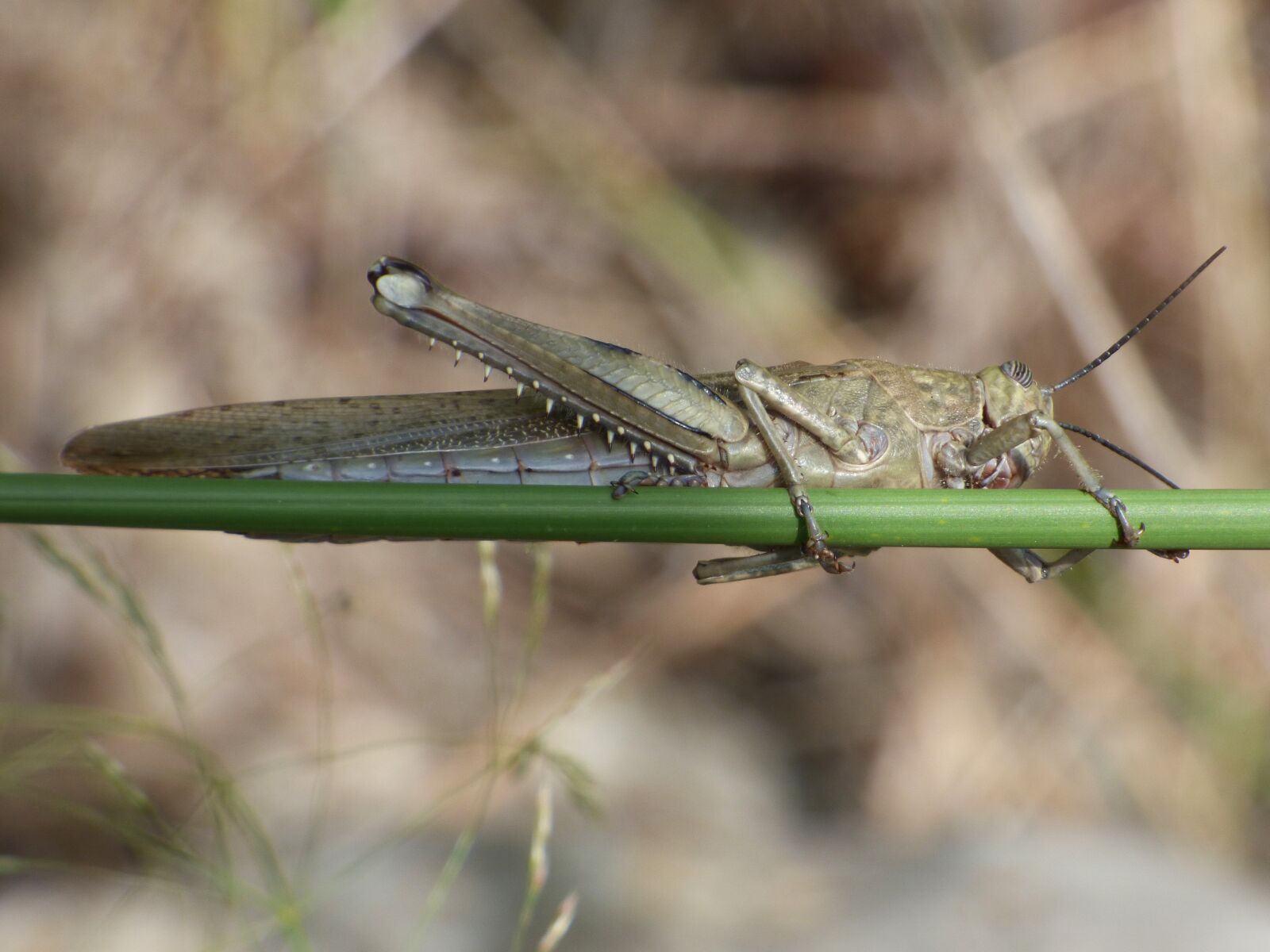 Panasonic Lumix DMC-FZ70 sample photo. Lobster, grasshopper, branch photography