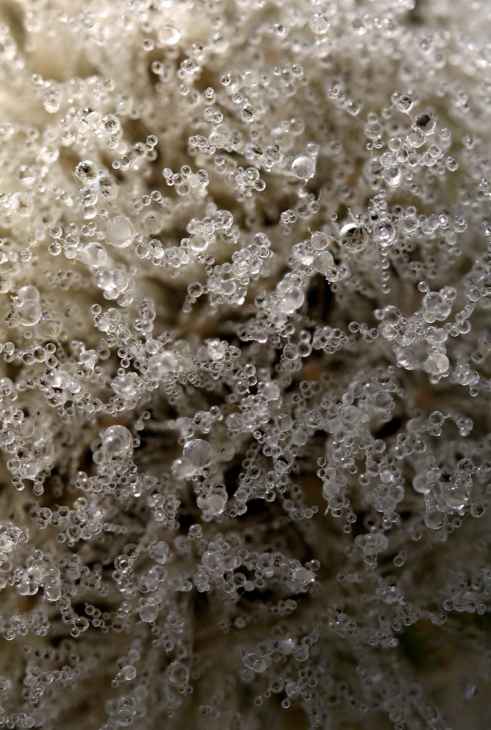 Canon EF-S 60mm F2.8 Macro USM sample photo. Dandelion, drops, wet photography