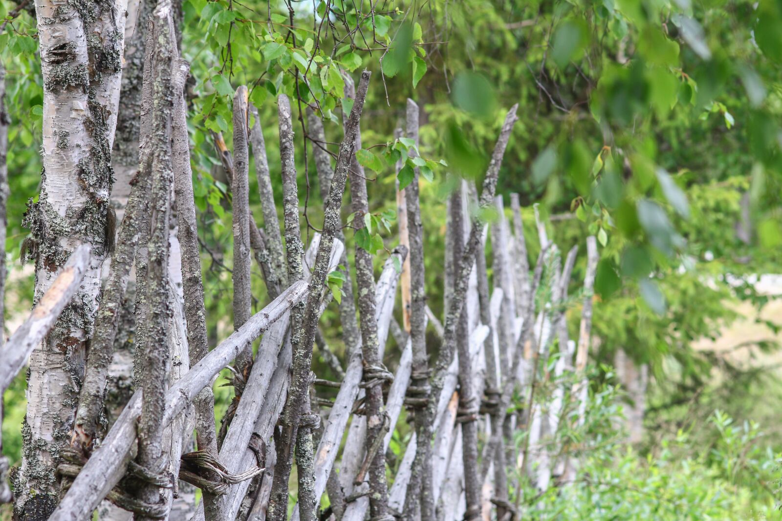 Canon EOS 550D (EOS Rebel T2i / EOS Kiss X4) sample photo. Fence, trees, landscape photography