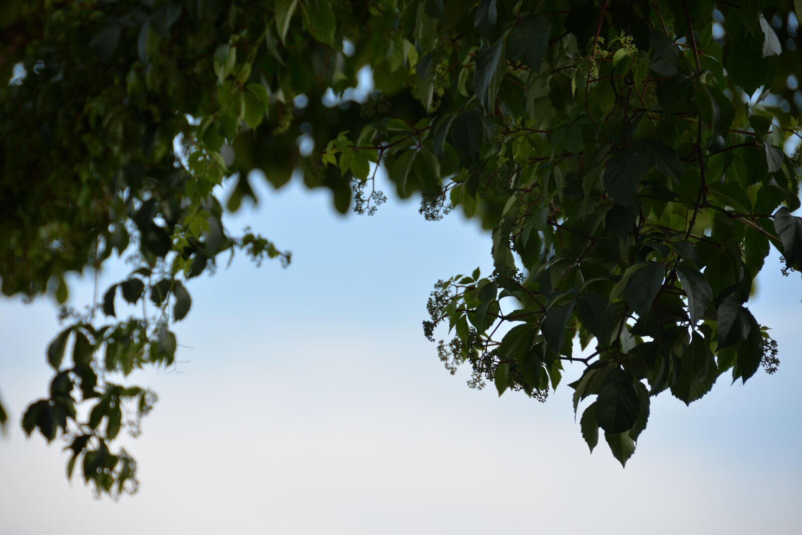 Nikon D610 sample photo. Sky, green, trees photography