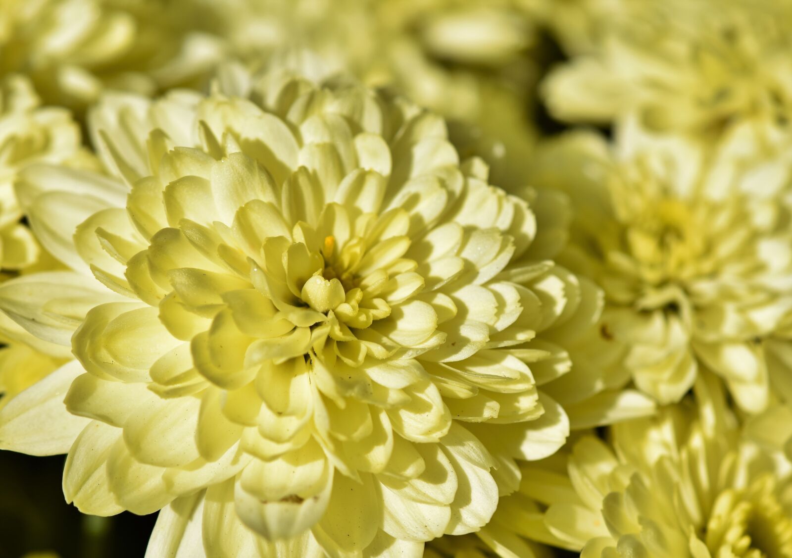 Nikon D7200 sample photo. Herbstaster, aster, blossom photography