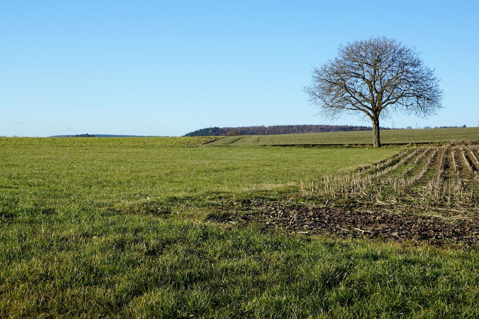 Sony ILCA-77M2 + Sony DT 16-50mm F2.8 SSM sample photo. Stockach, meadow, field photography
