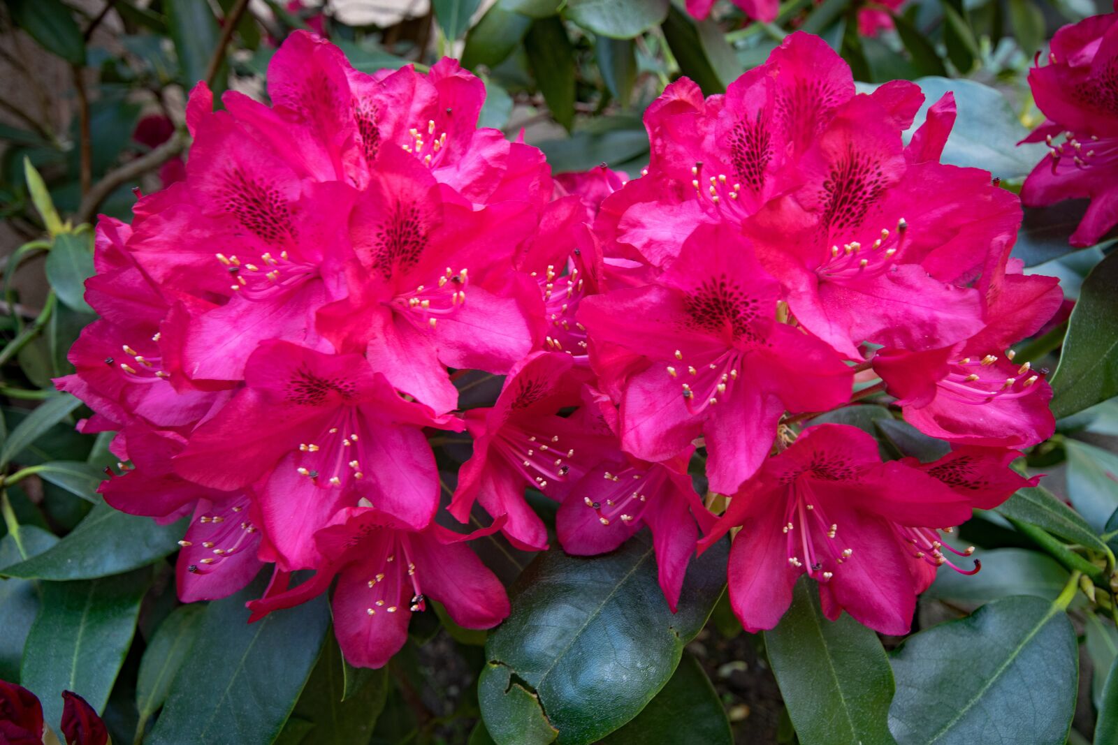 Nikon D5300 sample photo. Rhododendron, flowers, red photography