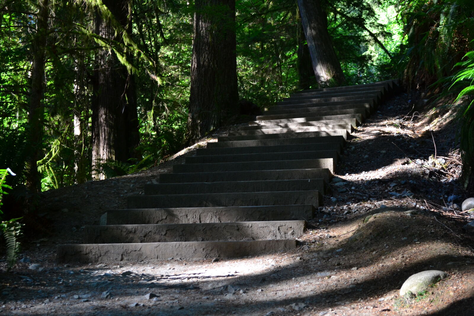 Nikon D3100 sample photo. Brown, green, path, plants photography