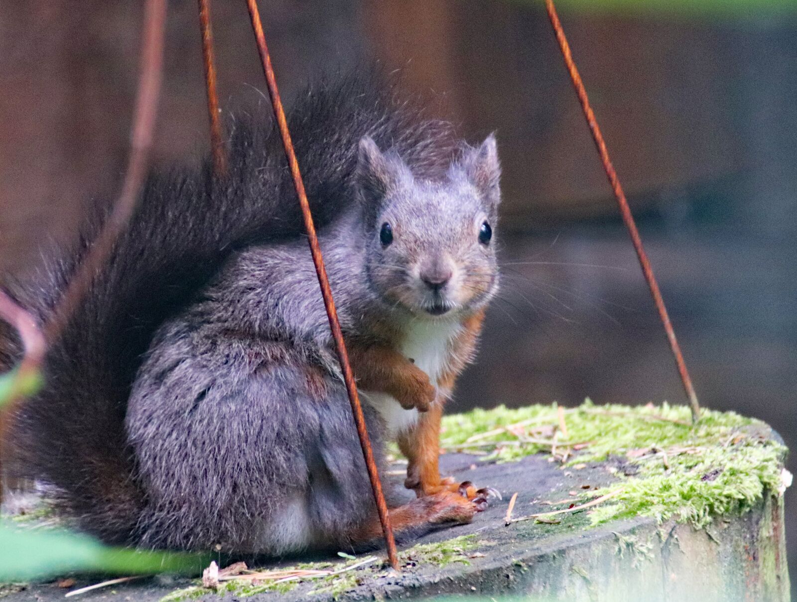 Canon EOS 77D (EOS 9000D / EOS 770D) sample photo. The squirrel, grey, rodent photography