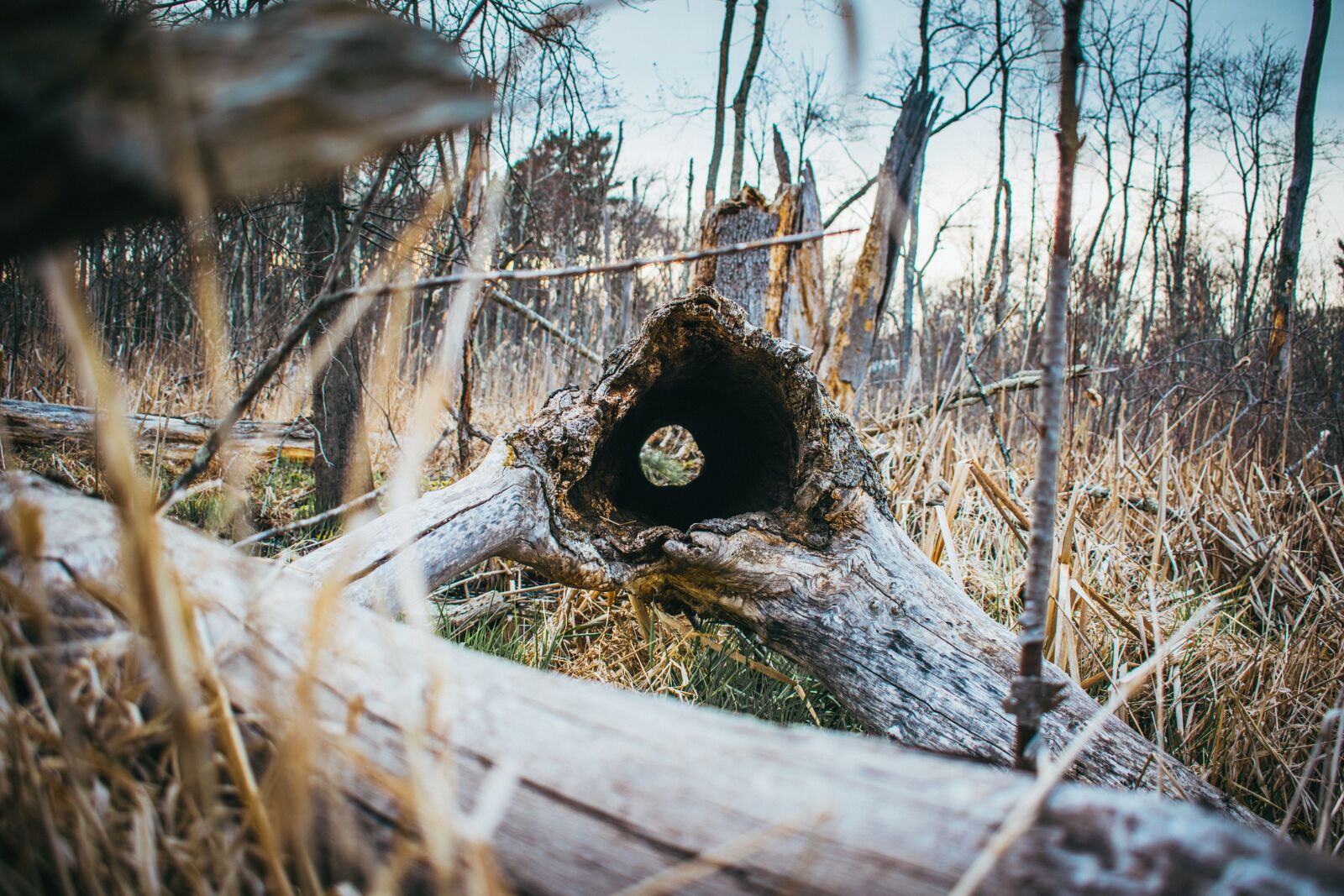 Nikon D5600 sample photo. Log, nature, tree photography