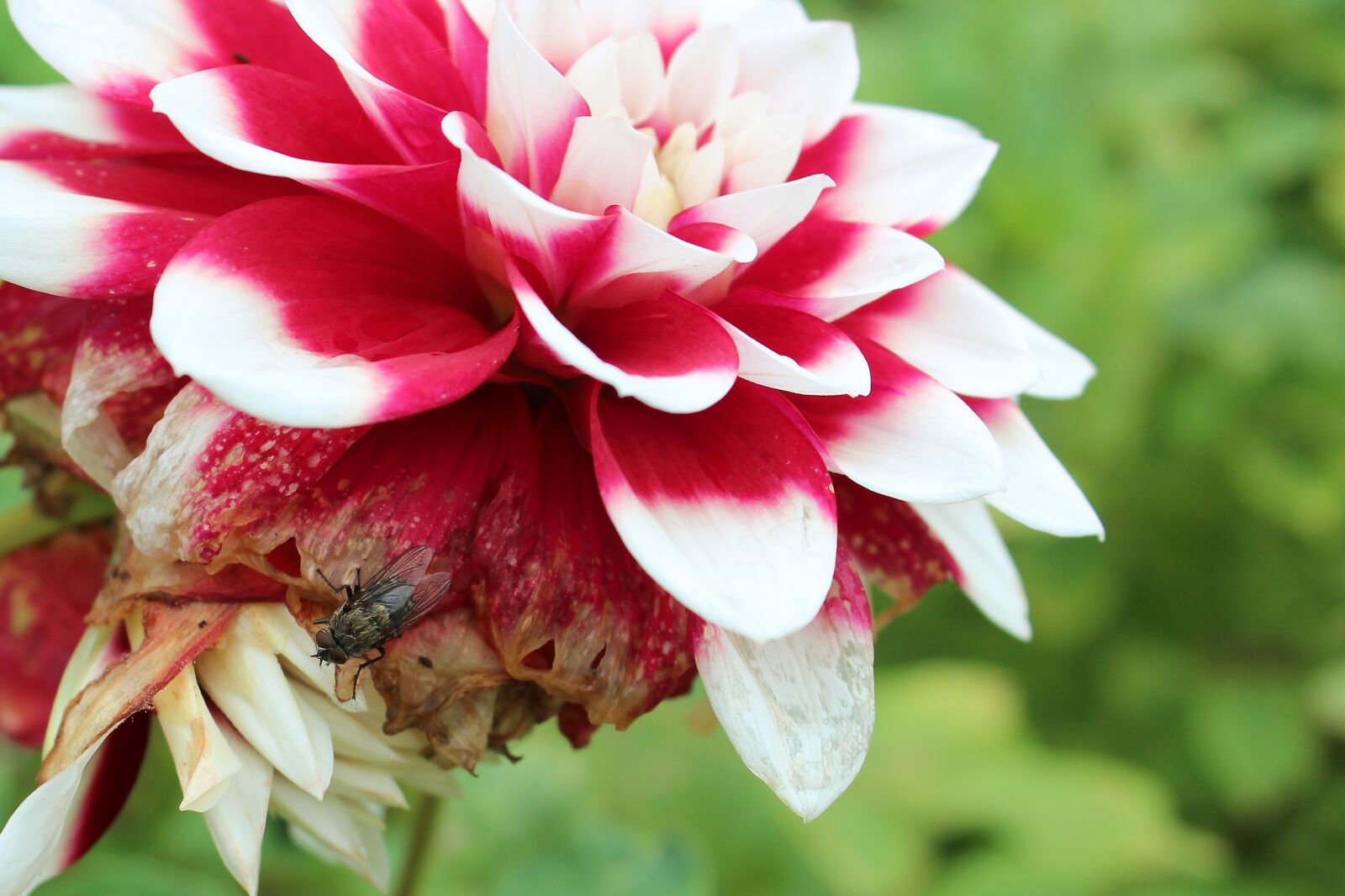Canon EOS 600D (Rebel EOS T3i / EOS Kiss X5) sample photo. Dahlia, autumn, flower photography