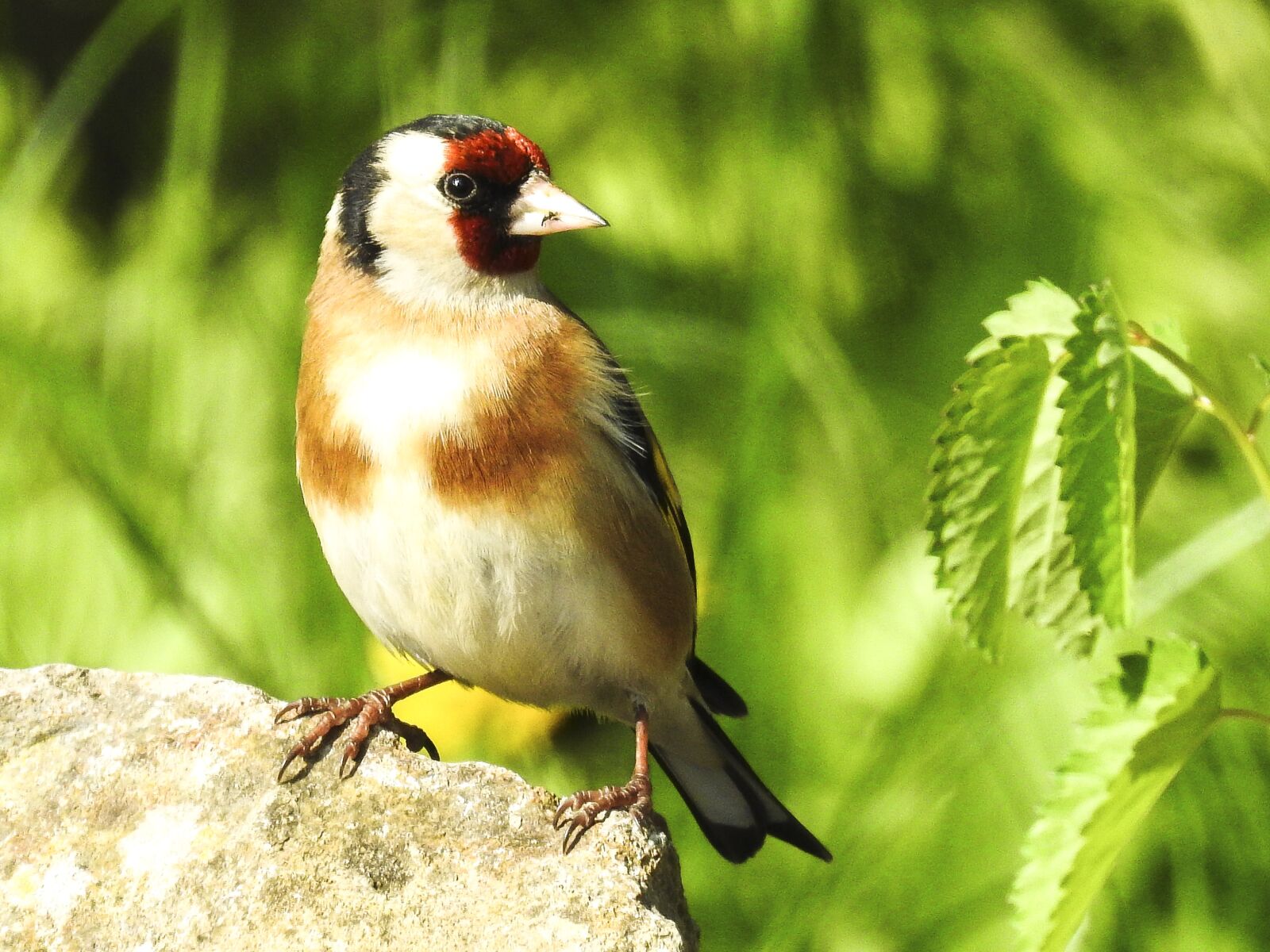 Nikon Coolpix P900 sample photo. Stieglitz, bird, songbird photography