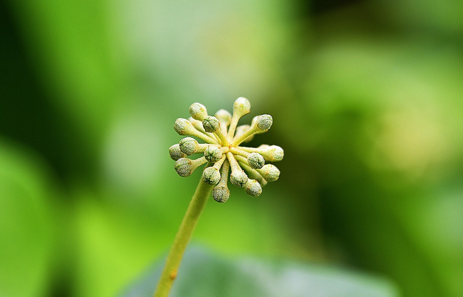 Nikon D7200 sample photo. Leaves, flowers, garden photography