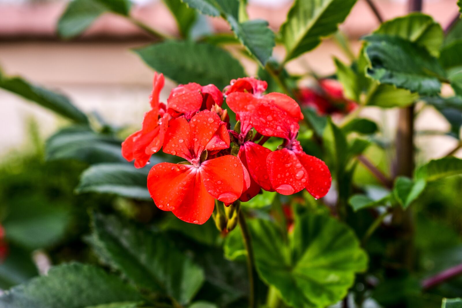 Nikon D3400 sample photo. Jeranio, flower, nature photography