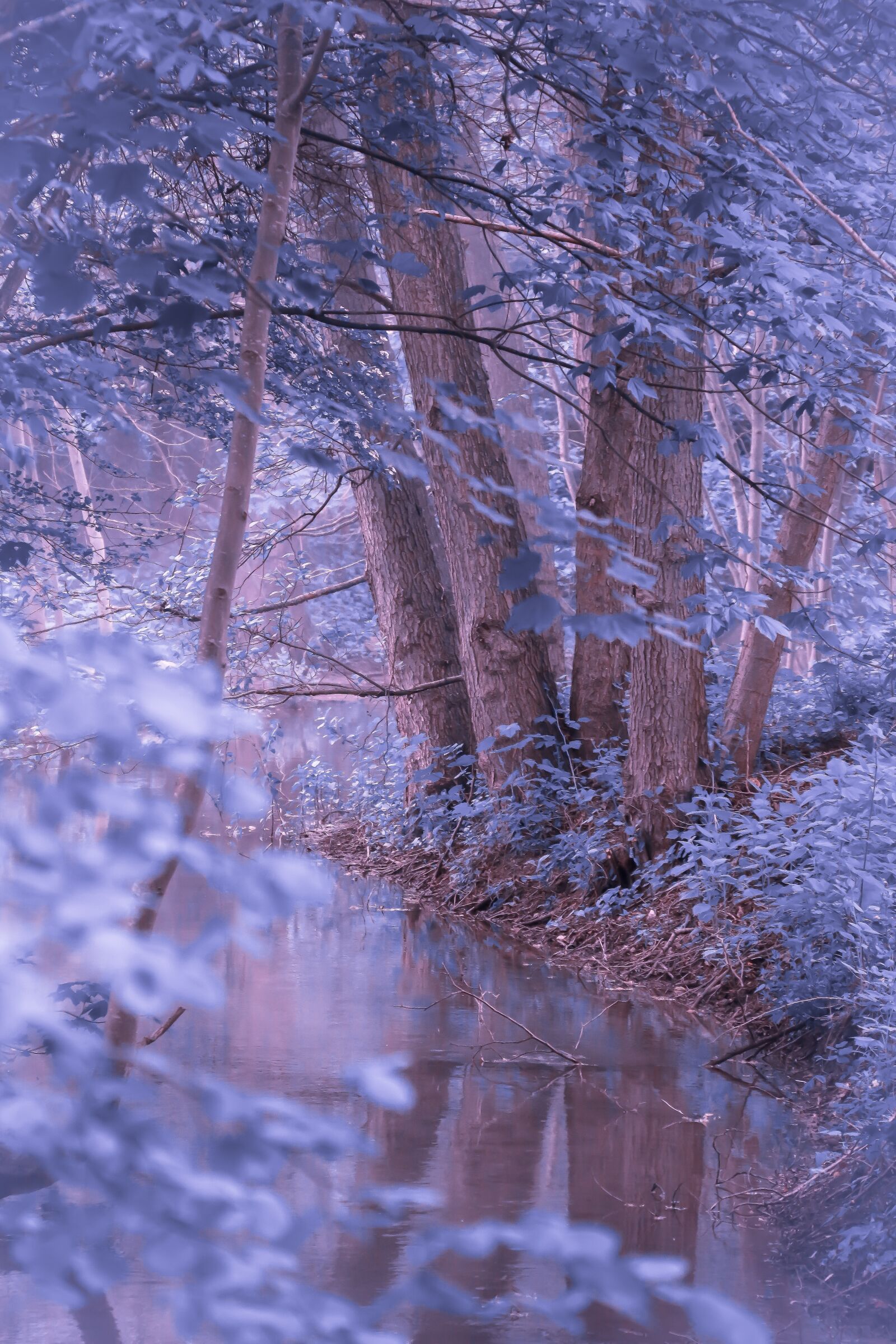 Canon EF-S 18-200mm F3.5-5.6 IS sample photo. Forest, fairy, wood photography