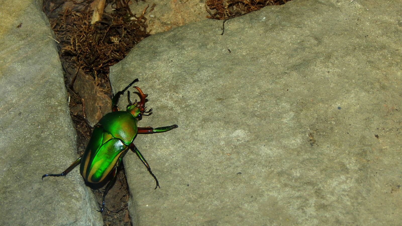 Nikon Coolpix L830 sample photo. Beetle, insect, nature photography