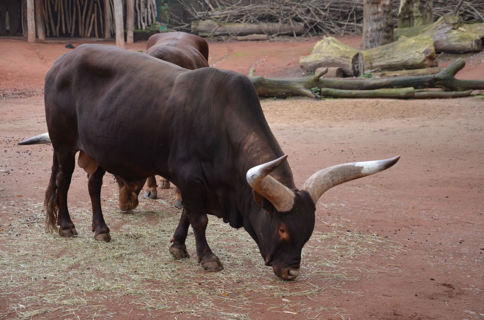 Nikon D5100 sample photo. Bull, horns, beef photography