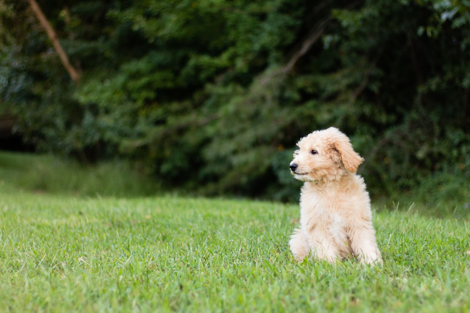 Canon EOS 60D + Canon EF 50mm F1.8 STM sample photo. Golden doodle, puppy, cute photography