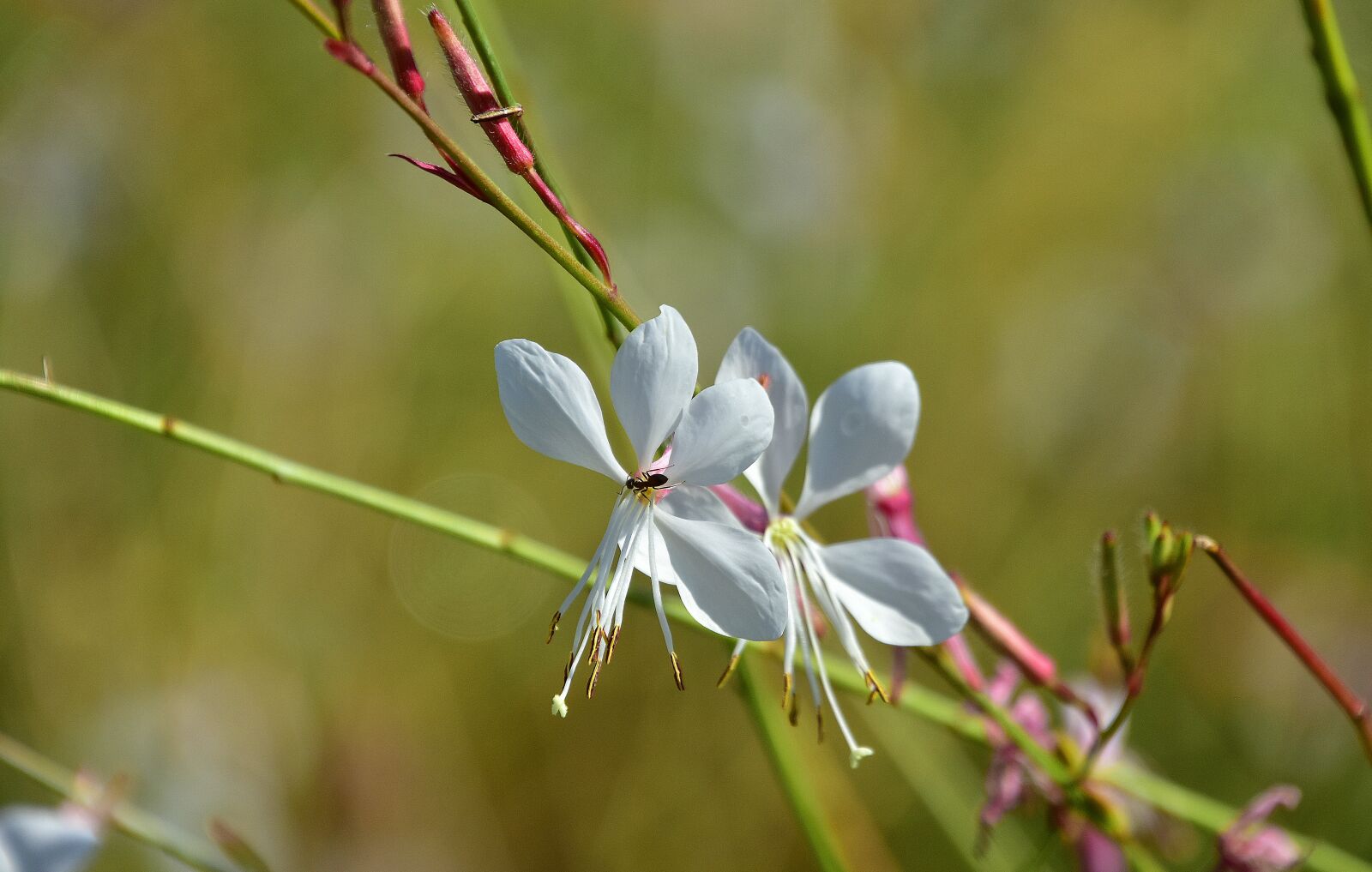 Nikon D7200 sample photo. Flower, garden, plant photography