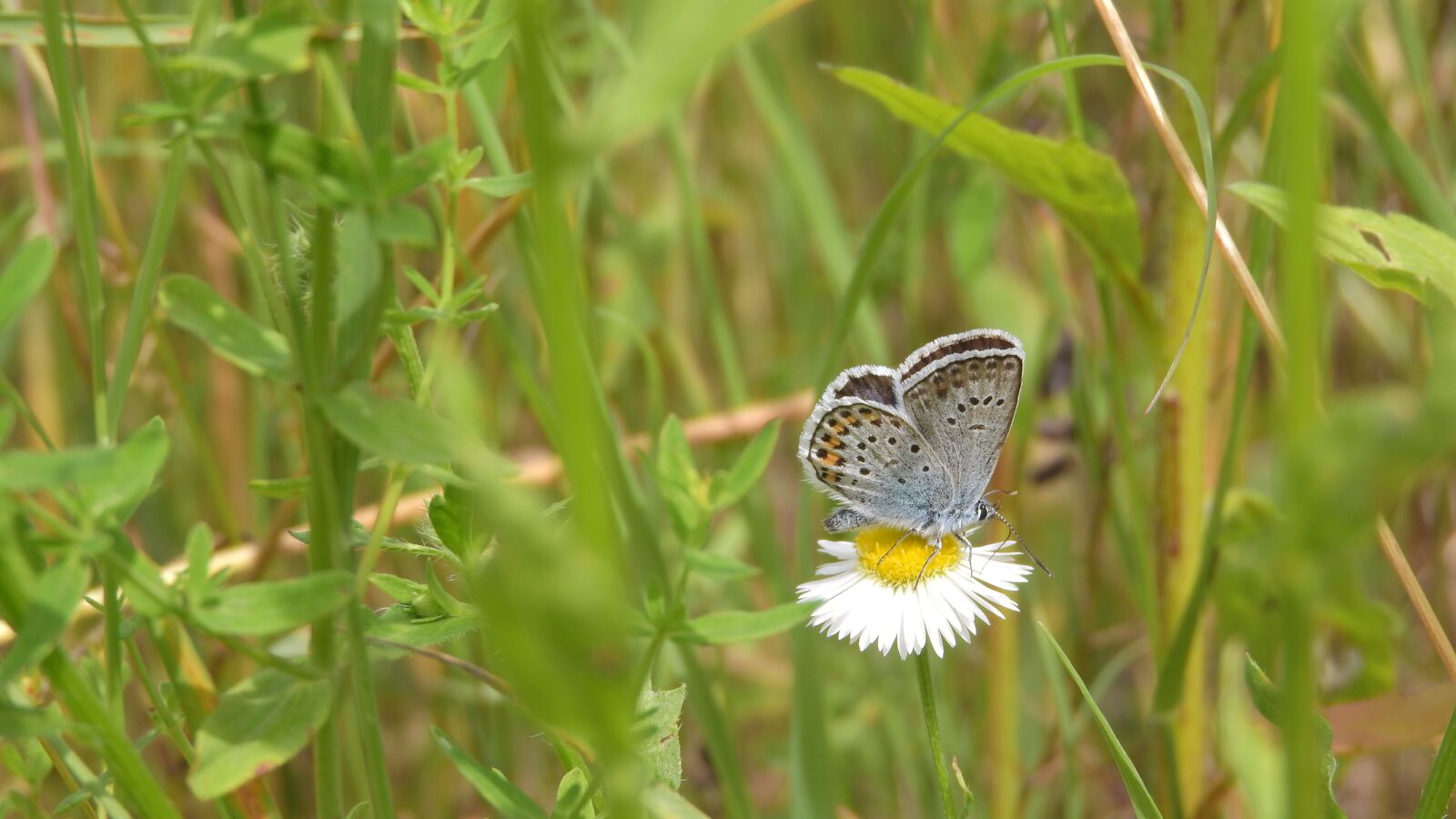 Nikon Coolpix P610 sample photo. Blue, butterfly, on the photography