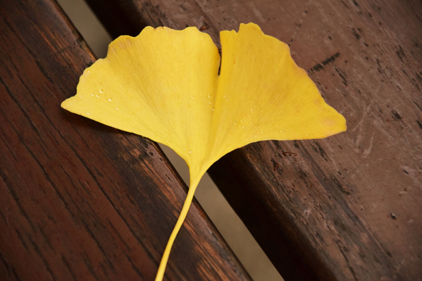Nikon D3300 sample photo. Ginkgo, ginkgo leaf, yellow photography