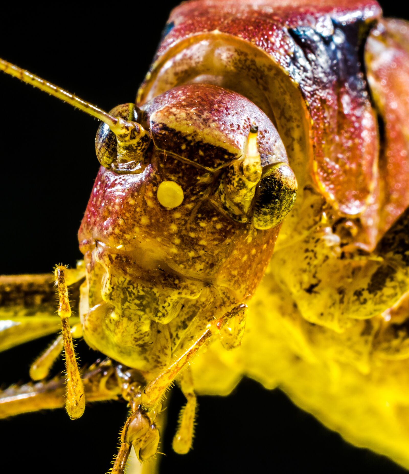 Nikon D5200 sample photo. Grasshopper, viridissima, insect photography