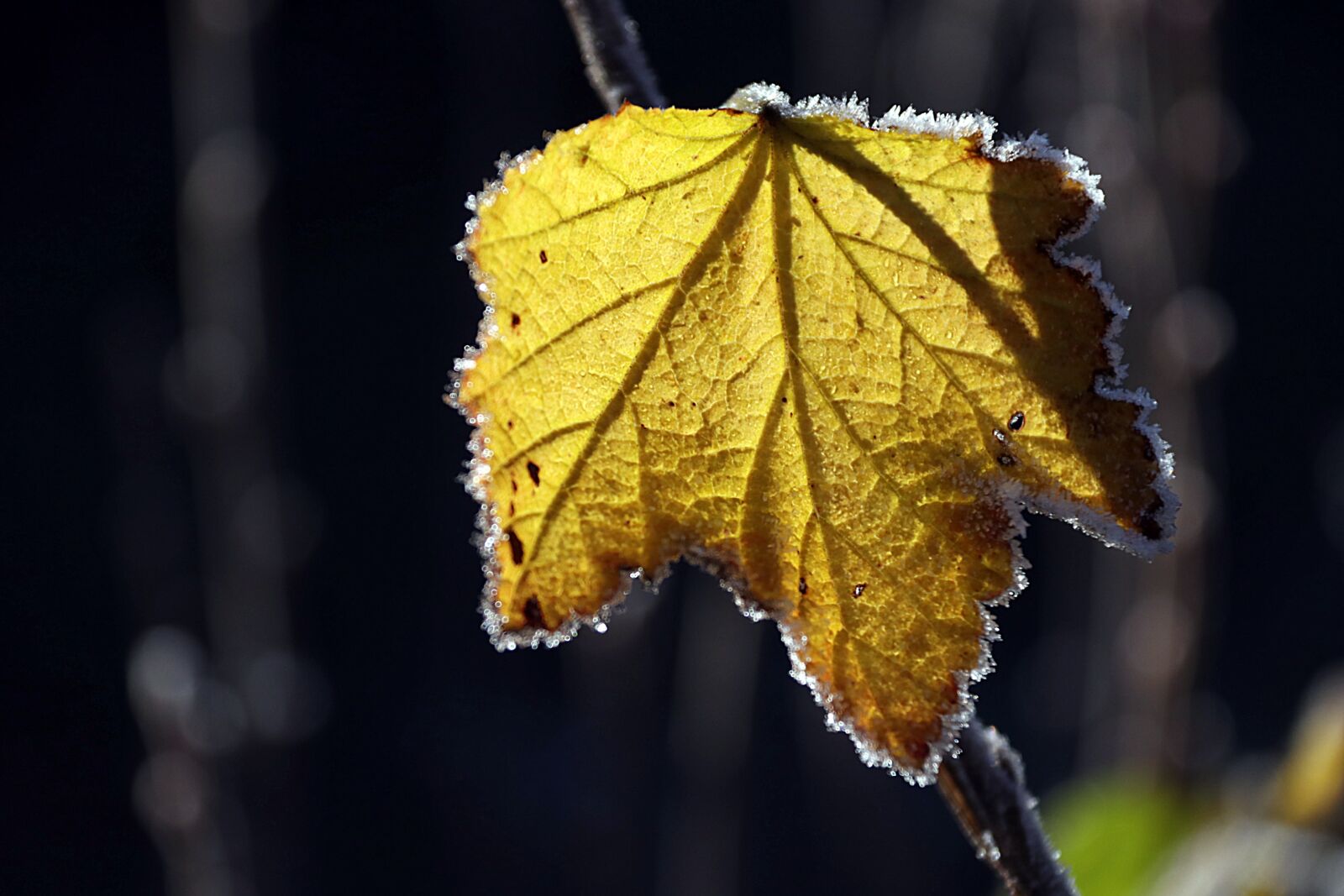 Canon EF-S 18-200mm F3.5-5.6 IS sample photo. Autumn, fall foliage, leaves photography