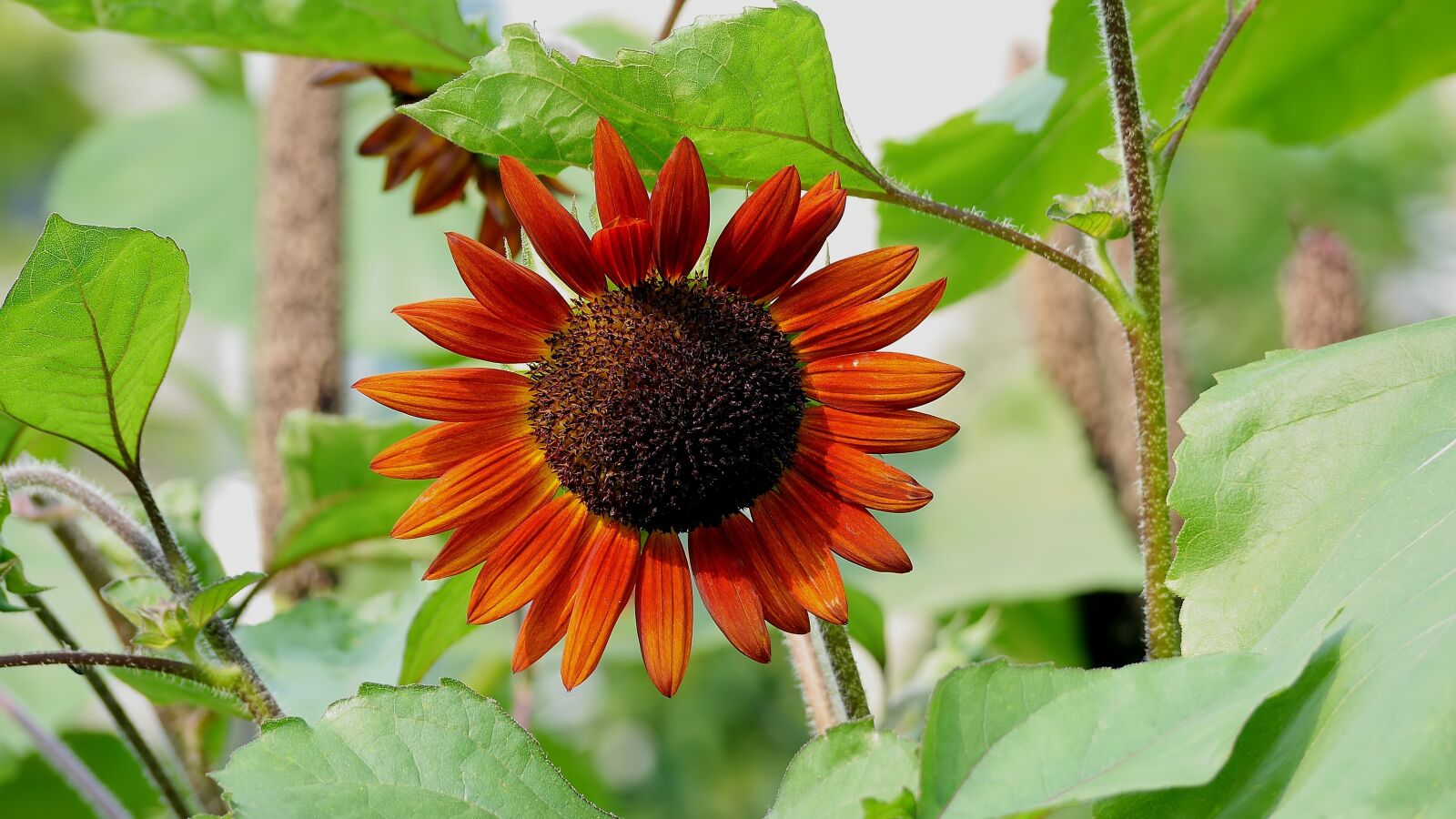 Panasonic Lumix DMC-GH3 sample photo. Flower, blossom, nature photography