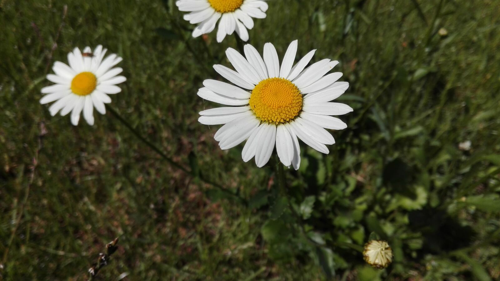 HUAWEI P8 Lite sample photo. Daisies, flower, daisy photography