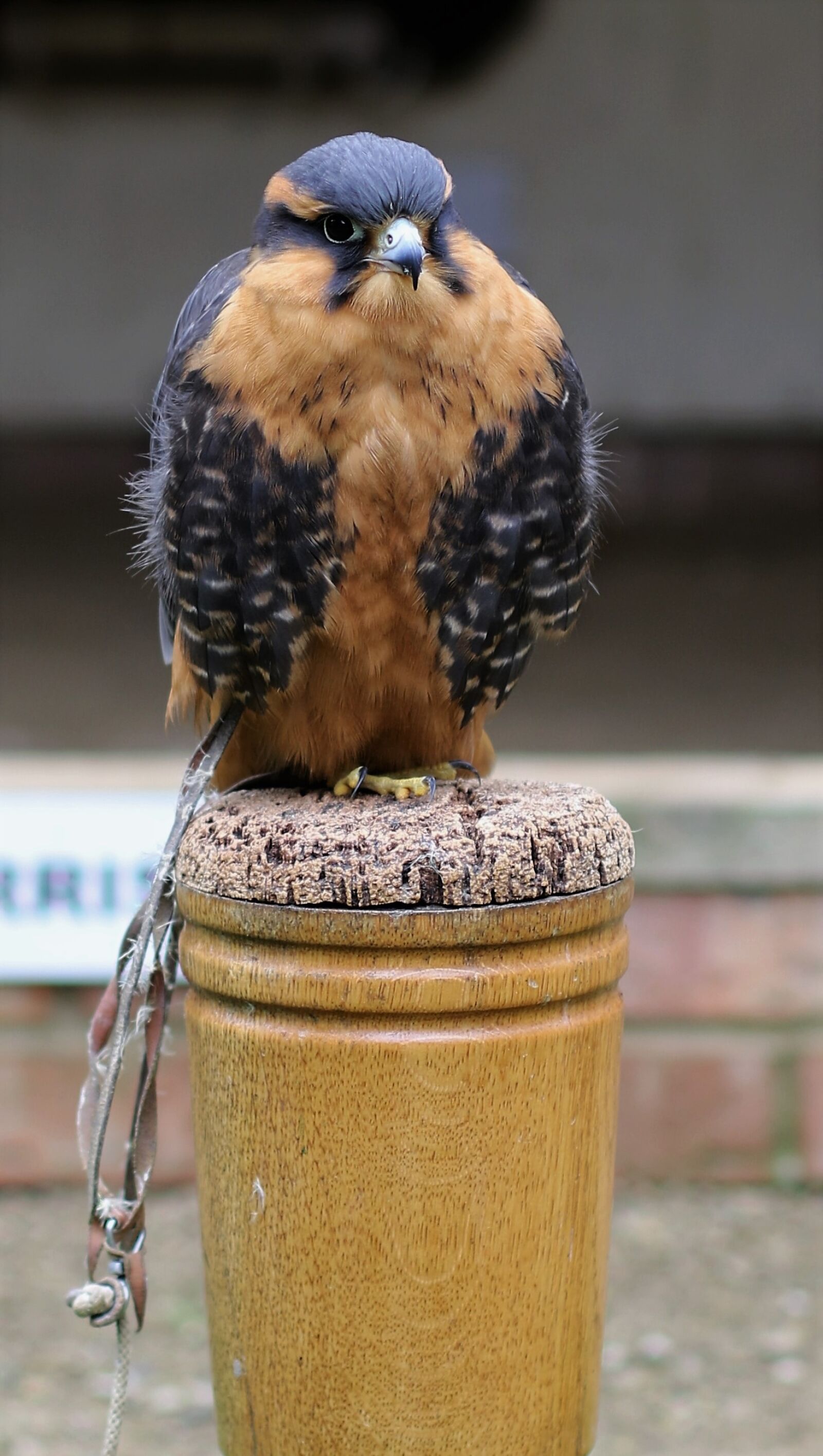 Canon EF 50mm F1.4 USM sample photo. Aplomado falcon, predator, avian photography