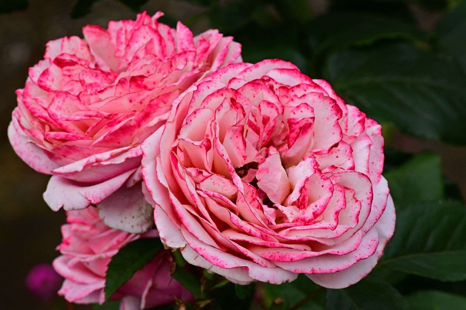 Nikon D5200 sample photo. Rose, flowers, romantic photography