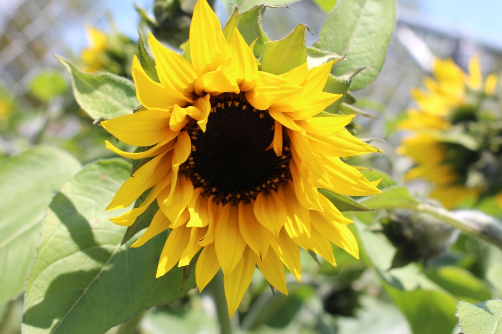Canon EOS 700D (EOS Rebel T5i / EOS Kiss X7i) sample photo. Flora, plants, flower photography