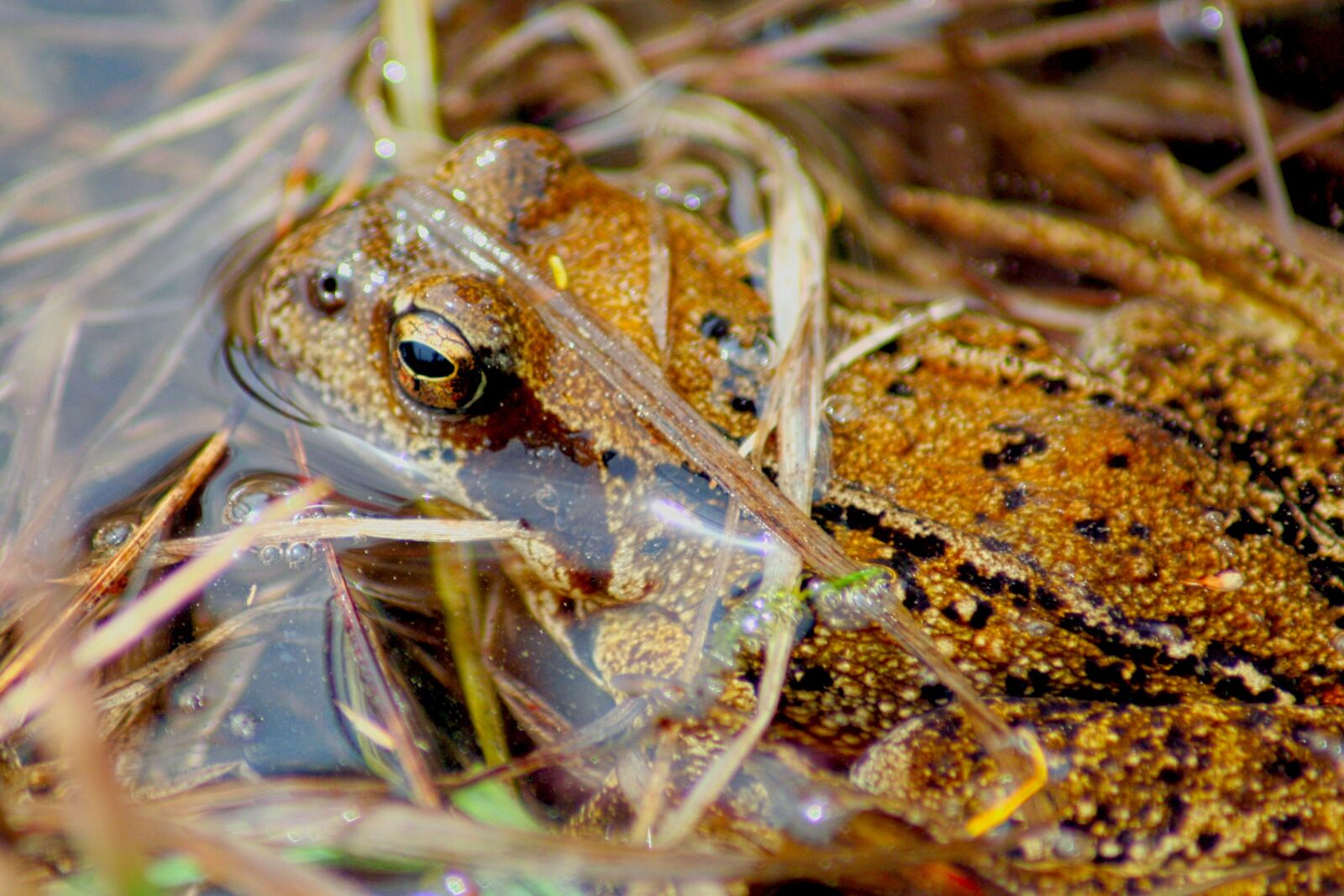 Canon EOS 350D (EOS Digital Rebel XT / EOS Kiss Digital N) sample photo. Toad, frog, amphibians photography