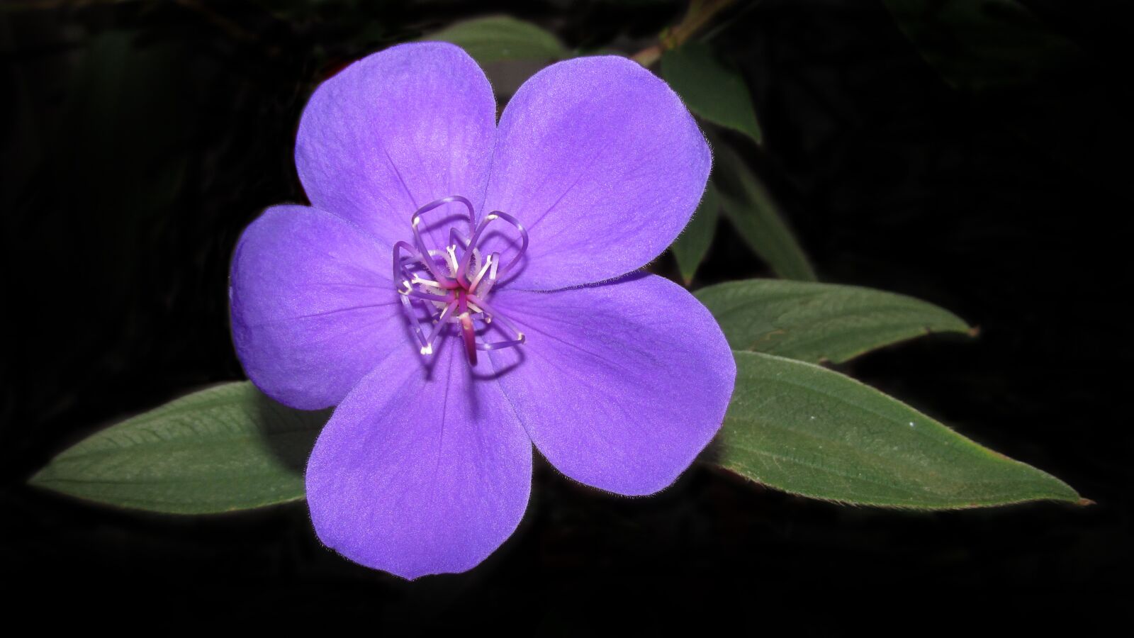 Canon PowerShot SX170 IS sample photo. Flower, purple, bloom photography