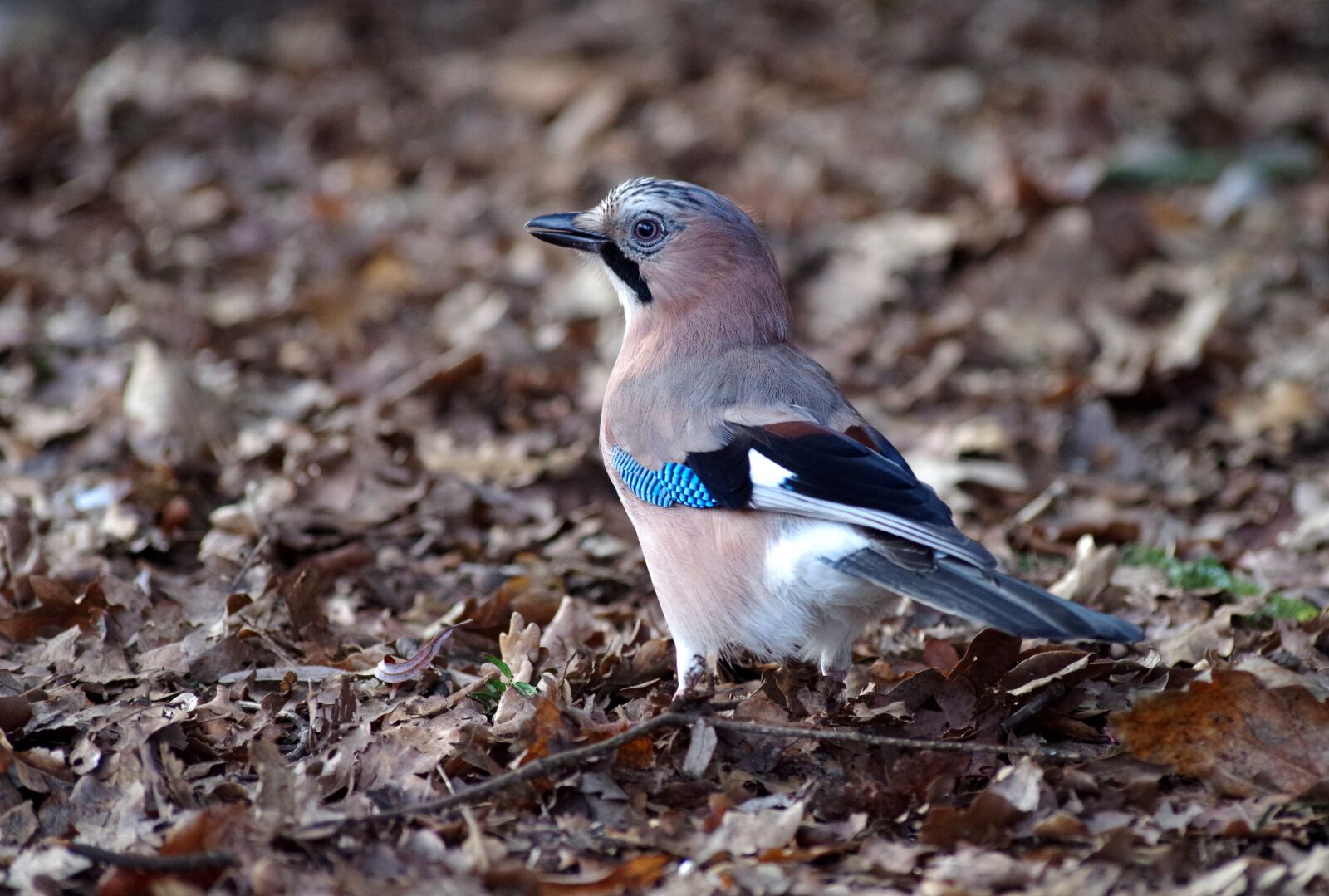 Pentax K-30 sample photo. Jay, forest, animal world photography