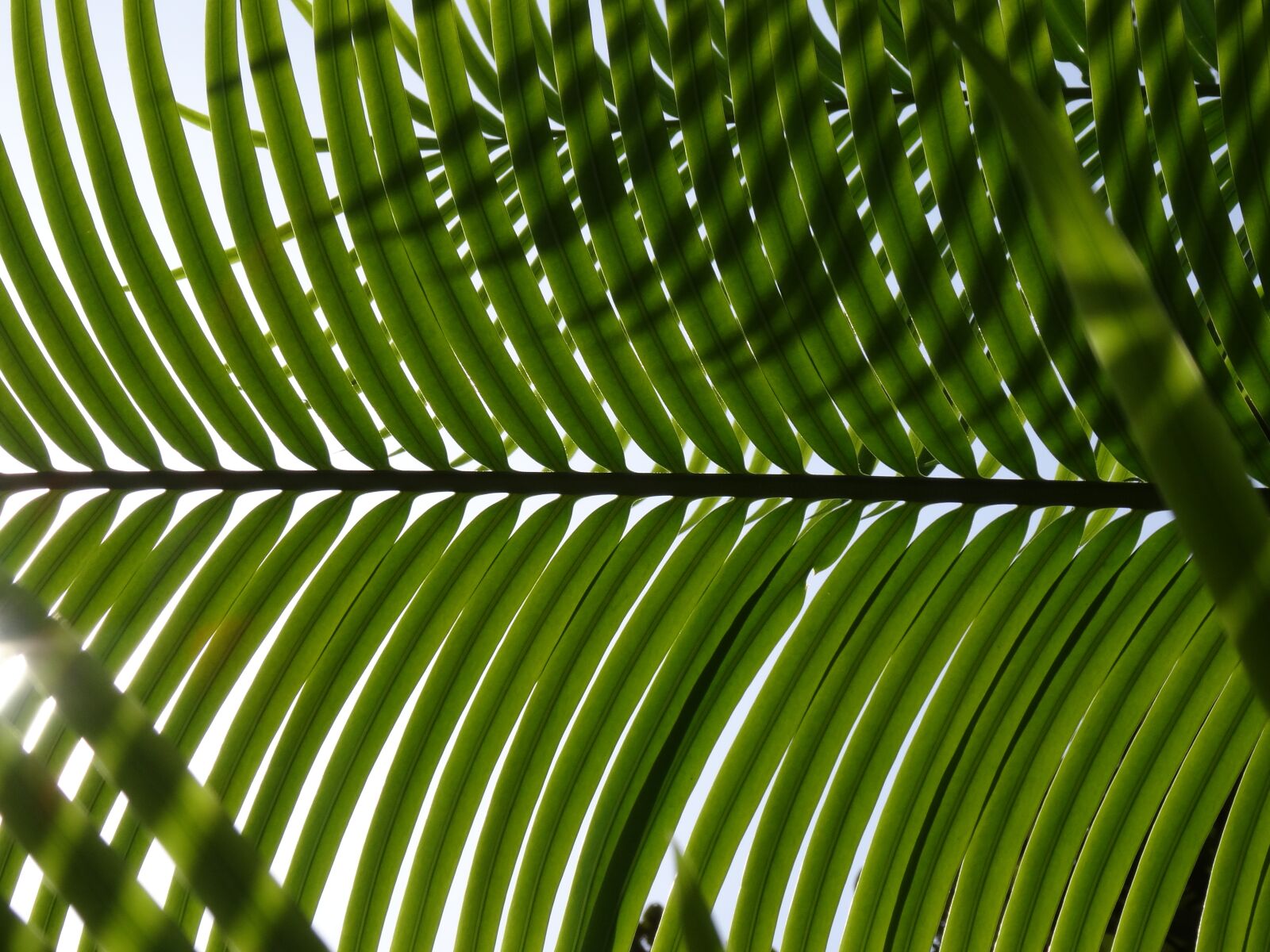 Sony DSC-HX50 sample photo. Palm, leaf, palm leaves photography