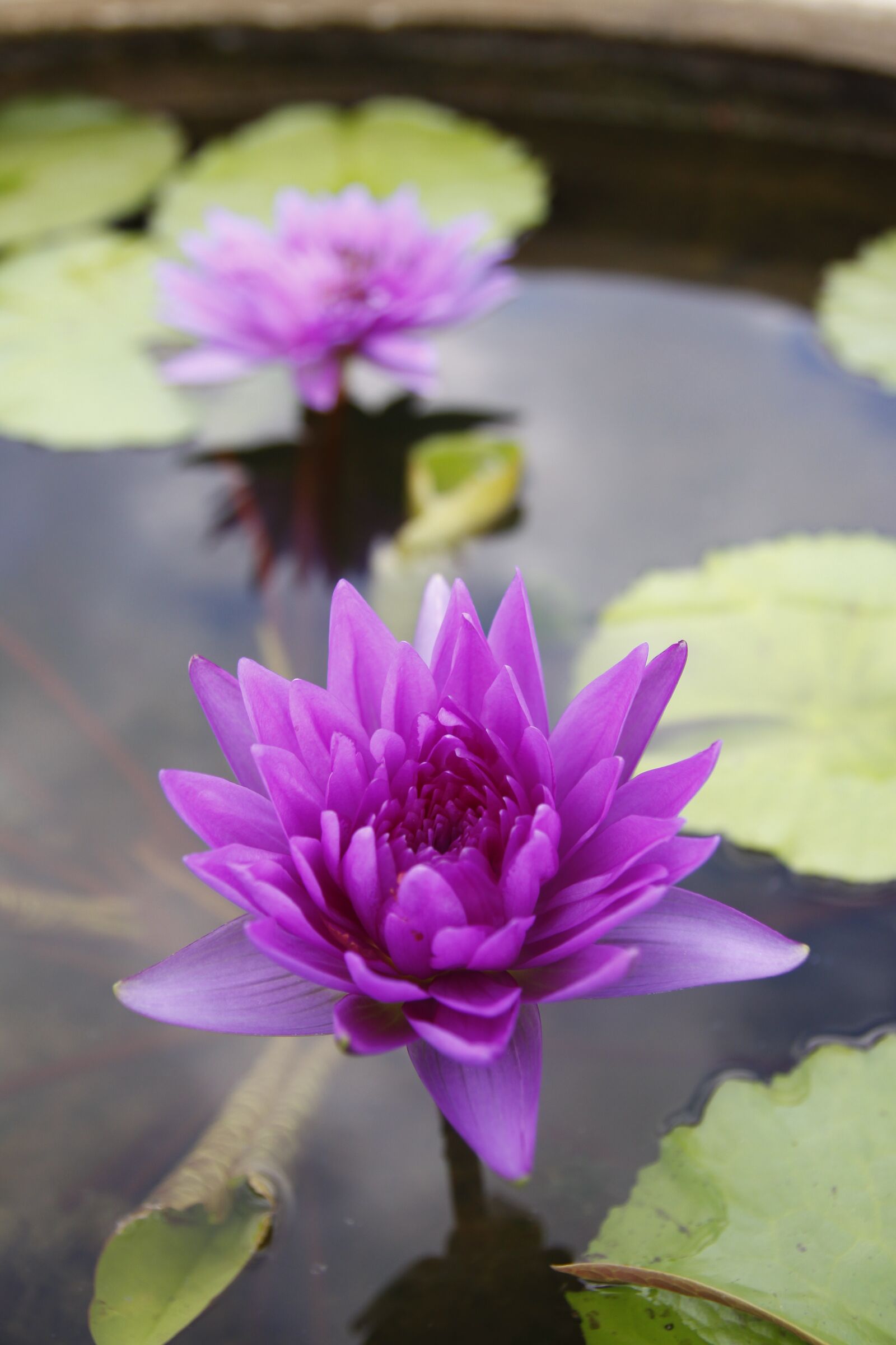 Canon EOS 50D sample photo. Purple water lily, pond photography