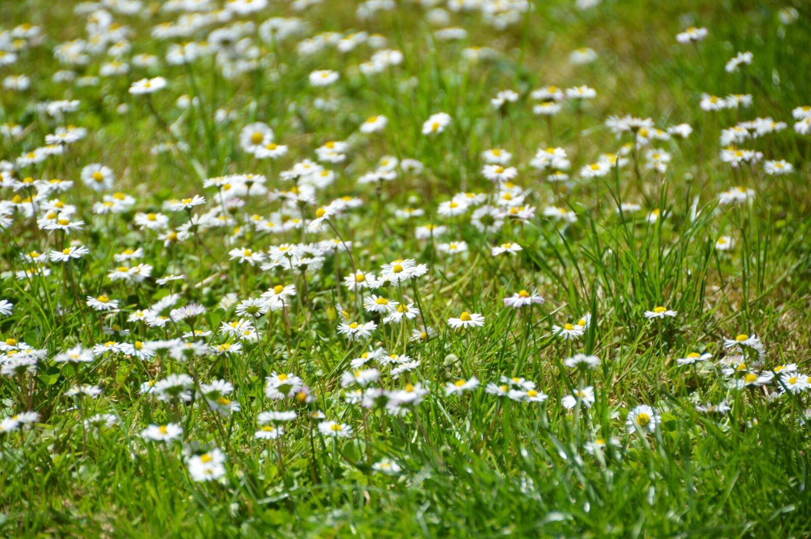 Nikon D3200 sample photo. Daisies, garden, flower photography
