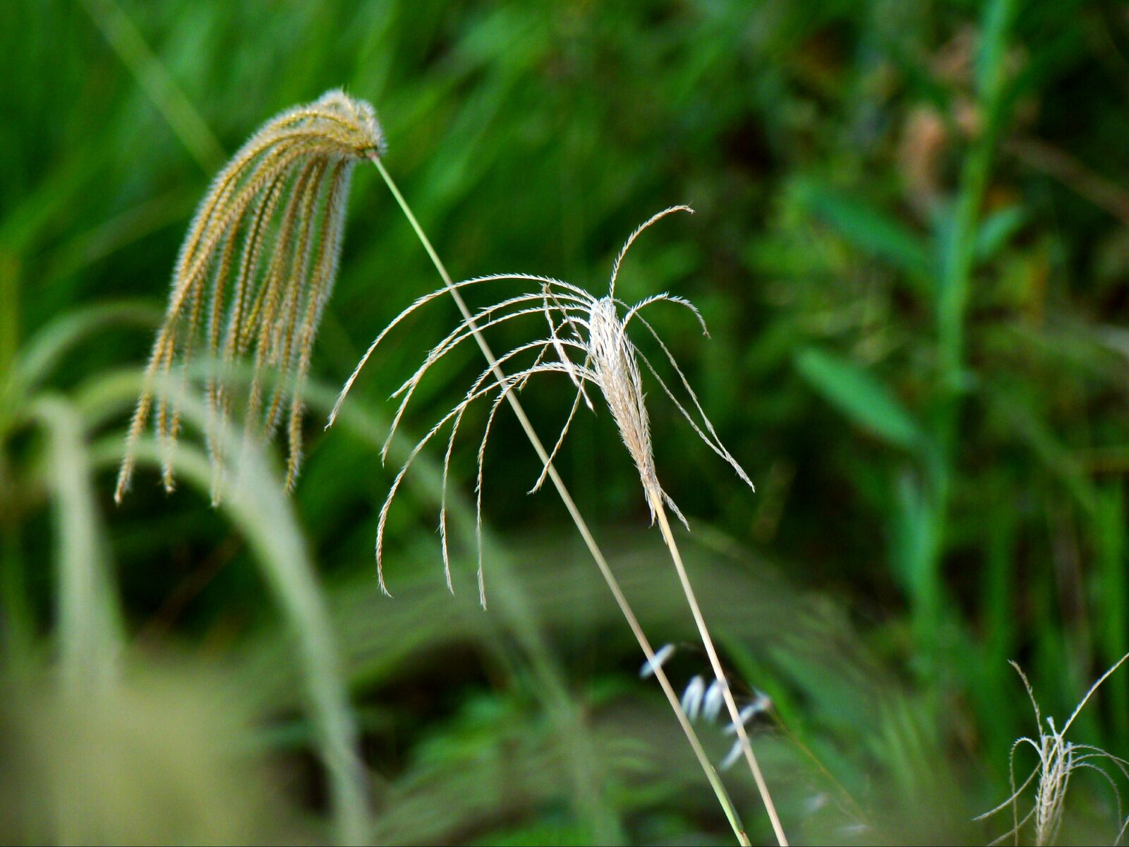 Sony Cyber-shot DSC-H50 sample photo. Green, garden, white photography