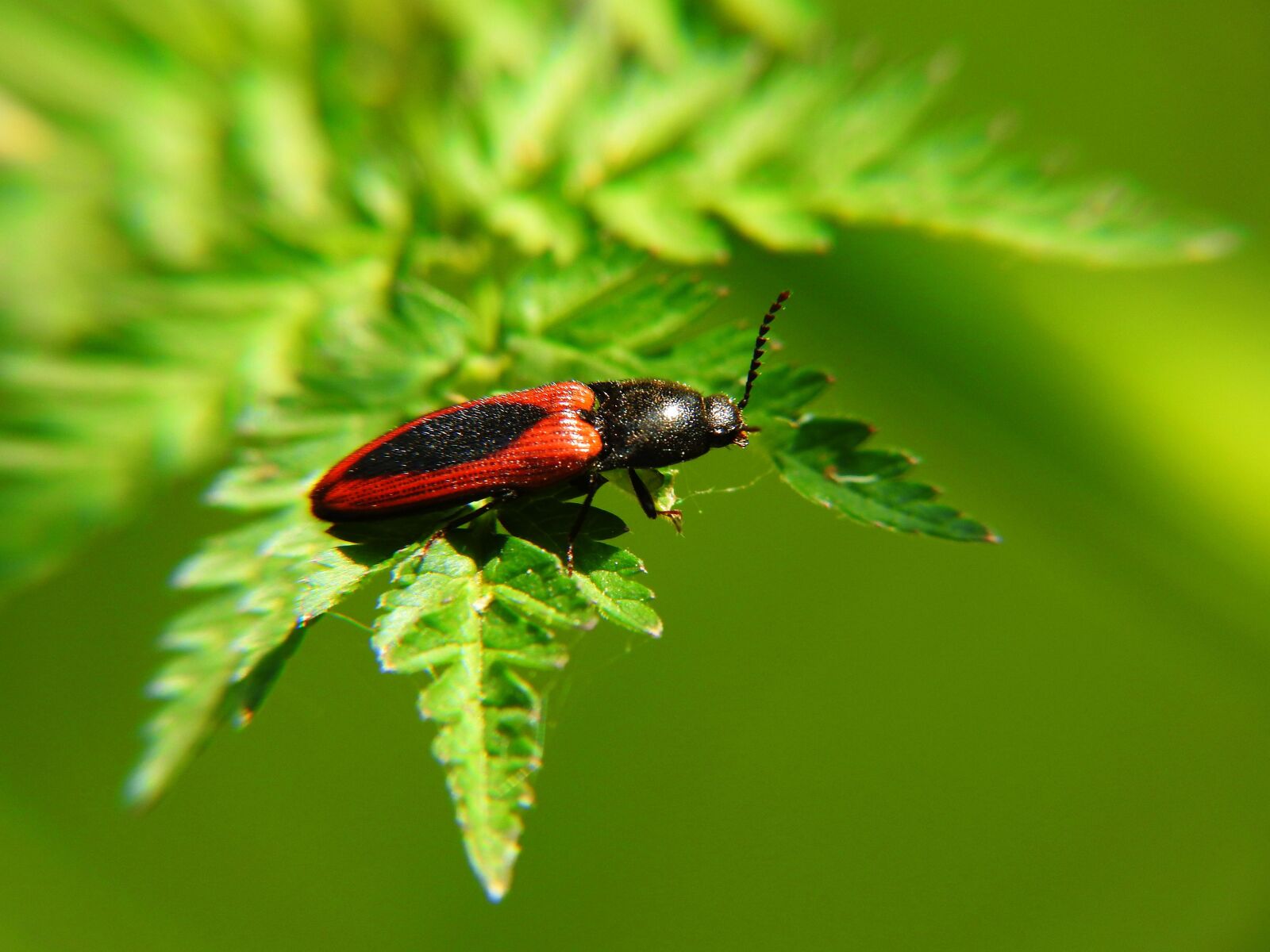 Nikon Coolpix P900 sample photo. Worm, nature, insect photography