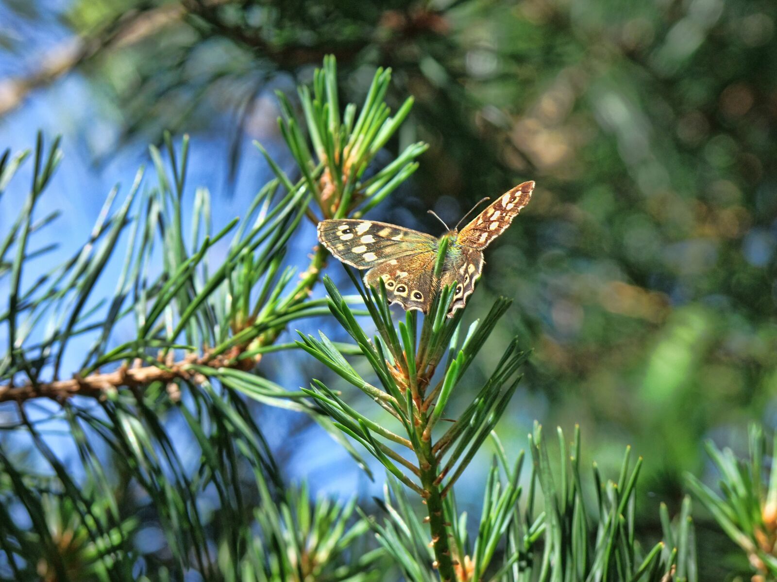 FujiFilm FinePix S200EXR (FinePix S205EXR) sample photo. Butterfly, nature, summer photography