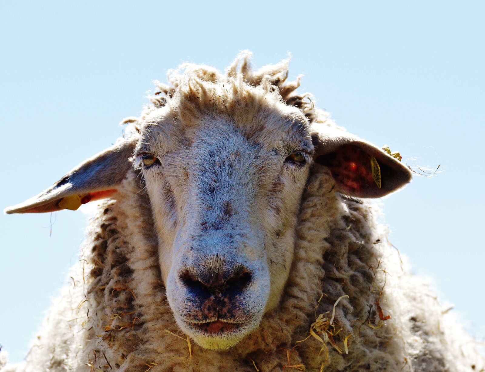 Nikon D3200 sample photo. Sheep, wool, animal photography