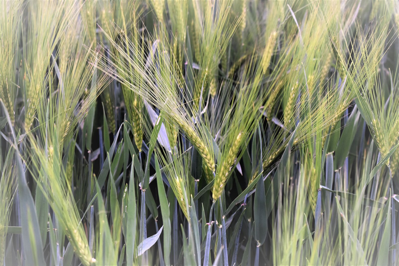 Nikon D5500 sample photo. Barley, field, arable photography